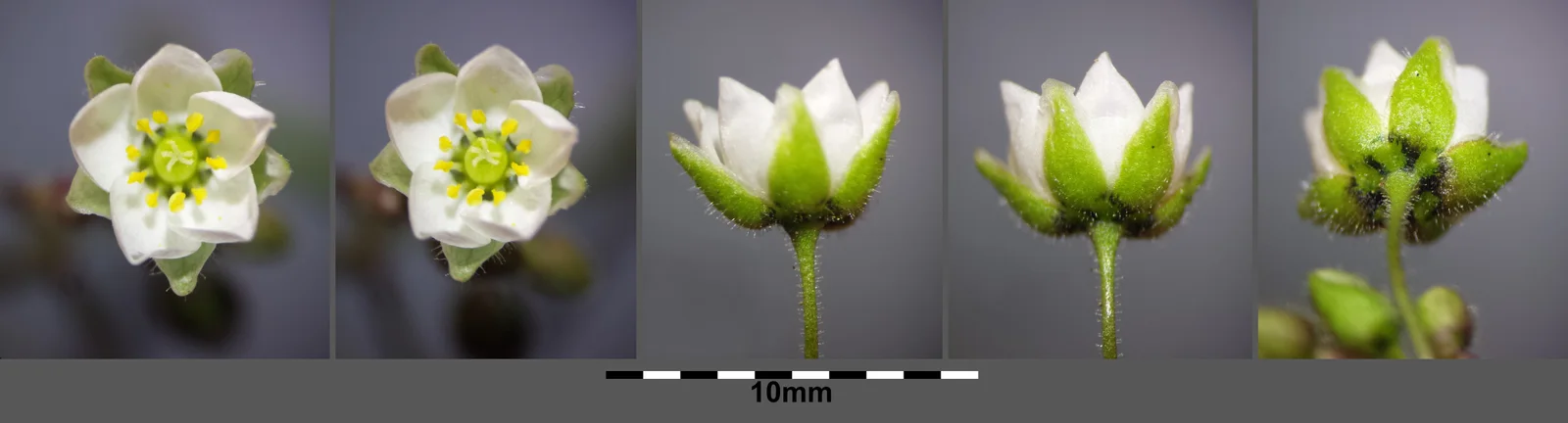 Spergula arvensis subsp. arvensis (s. lat.) sl19