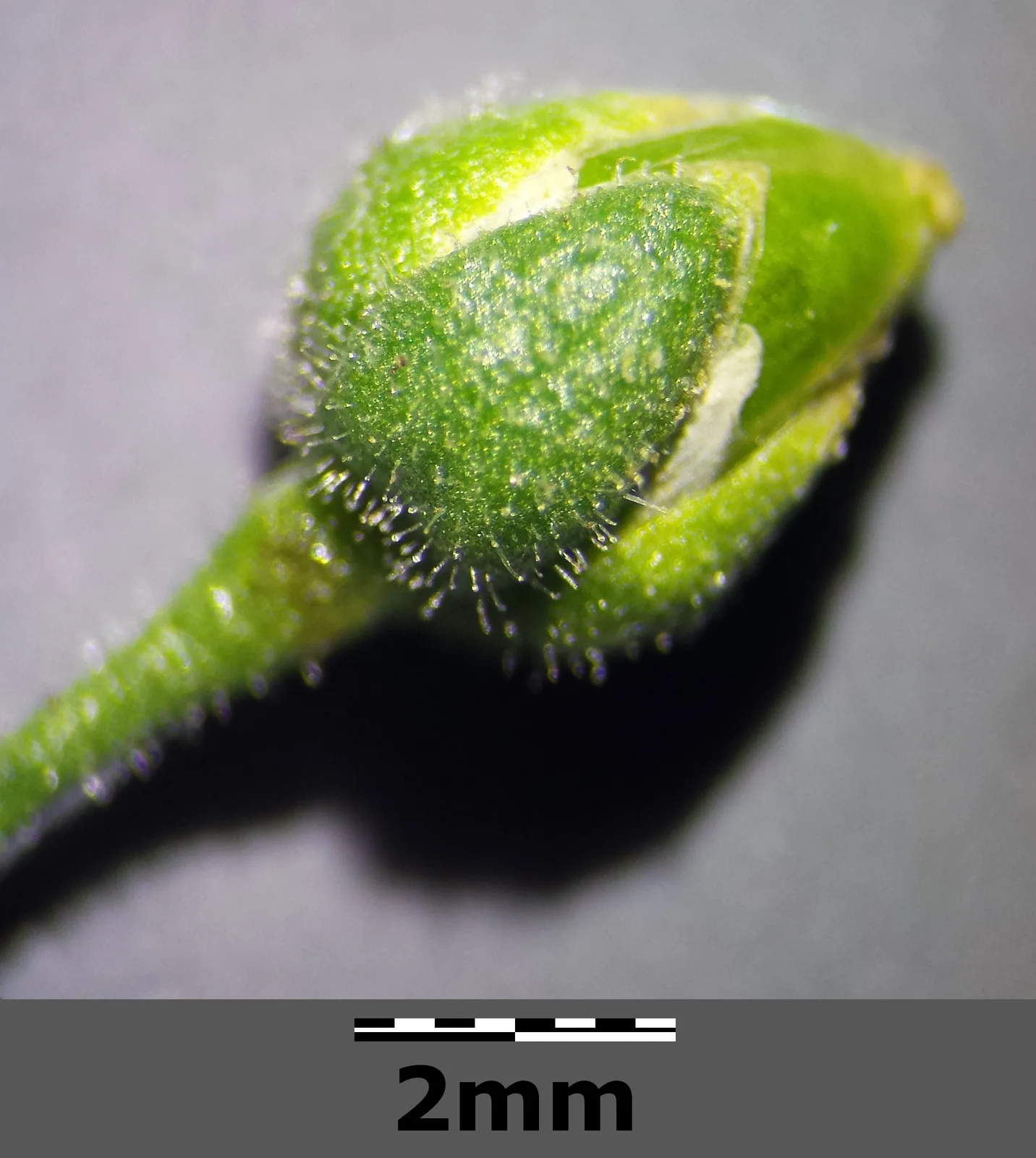 Spergula arvensis subsp. arvensis sl3