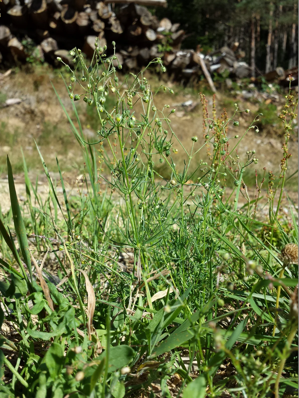 Spergula arvensis subsp. arvensis sl8