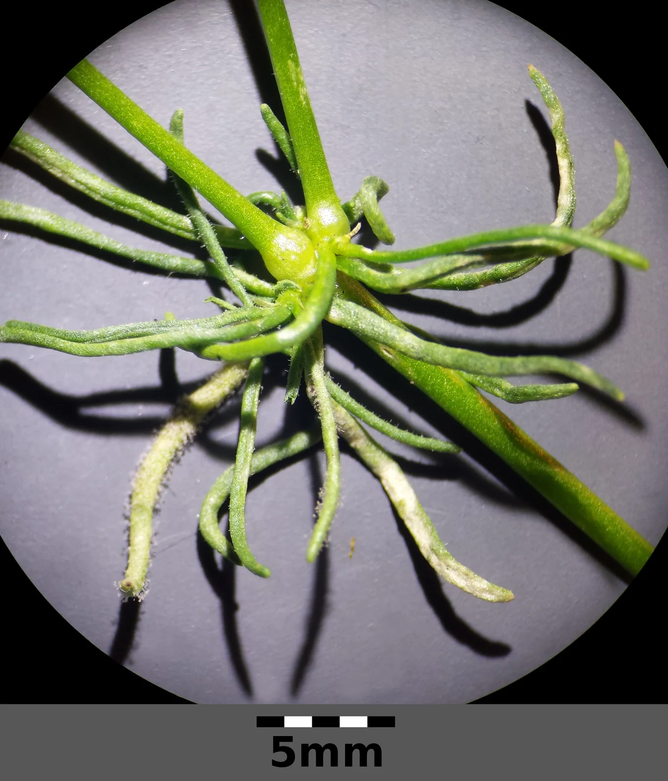 Spergula arvensis subsp. arvensis sl5