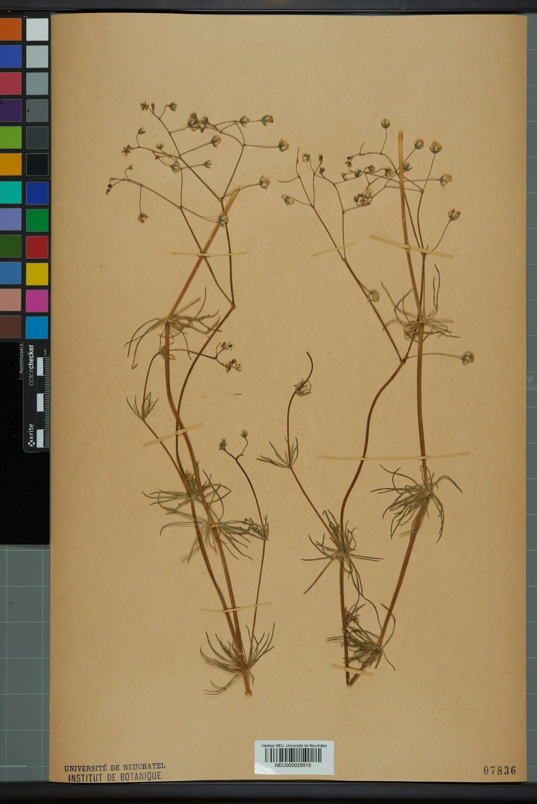 Neuchâtel Herbarium - Spergula arvensis - NEU000029915