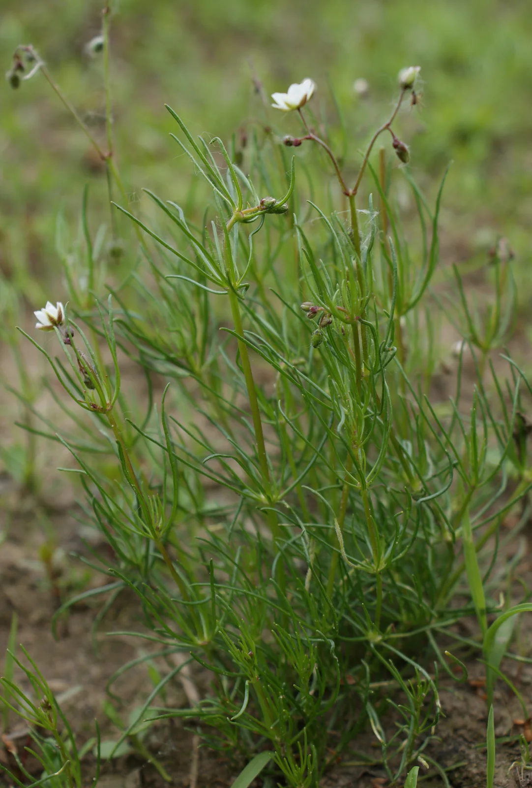 Spergula arvensis kz1