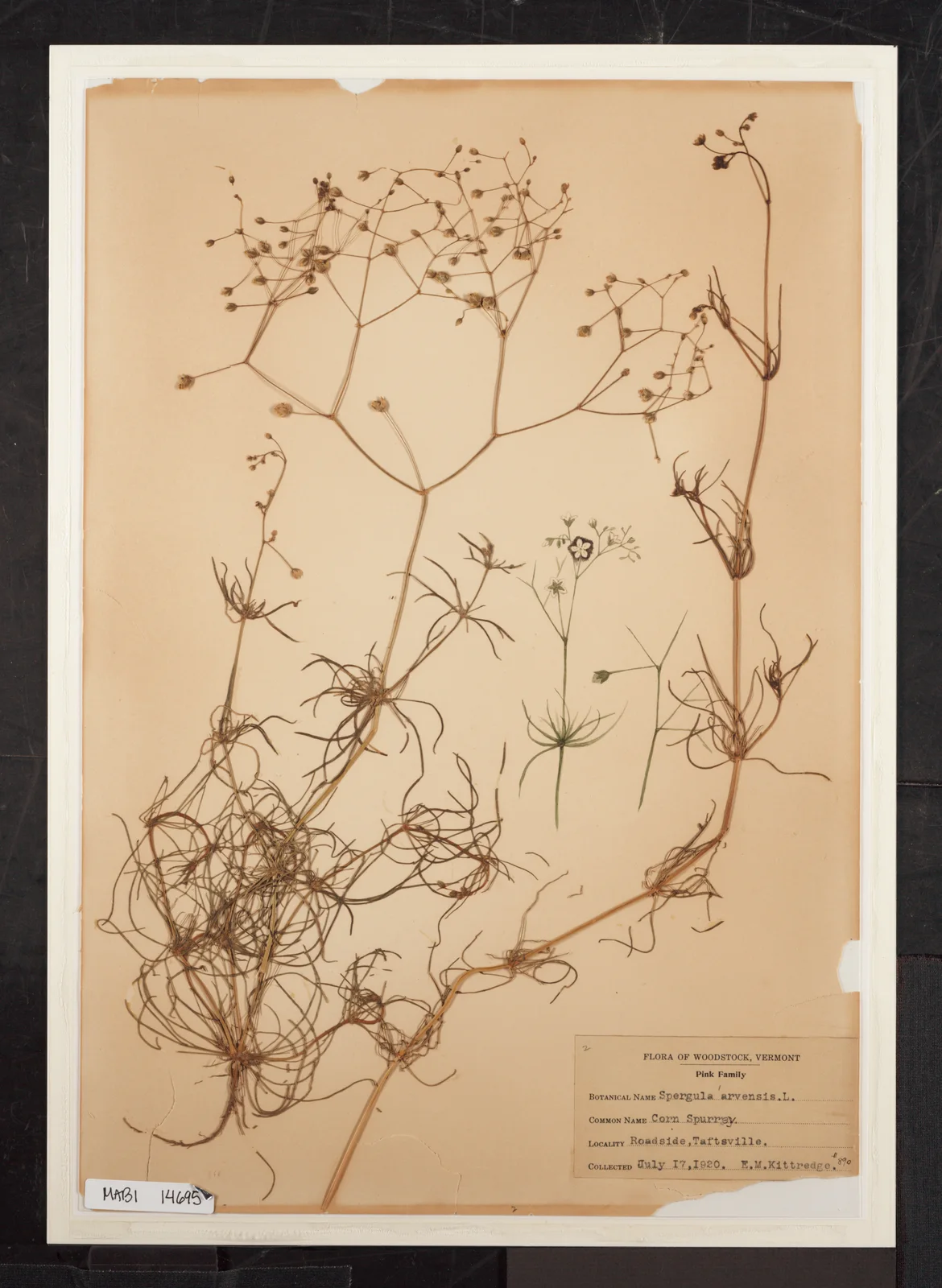 Spergula Arvensis (Corn Spurrey) in Billings-Kittredge Herbaria (d74800f0-8b8d-452a-a661-355177e12230)
