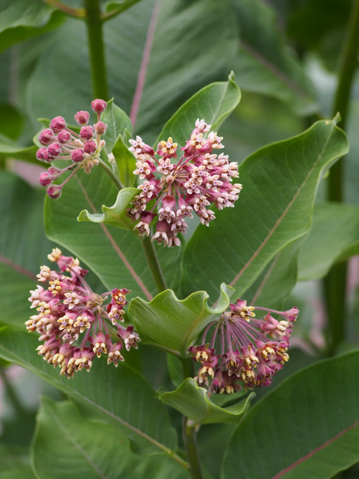Asclepias syriaca Trojeść amerykańska 2018-06-10 02