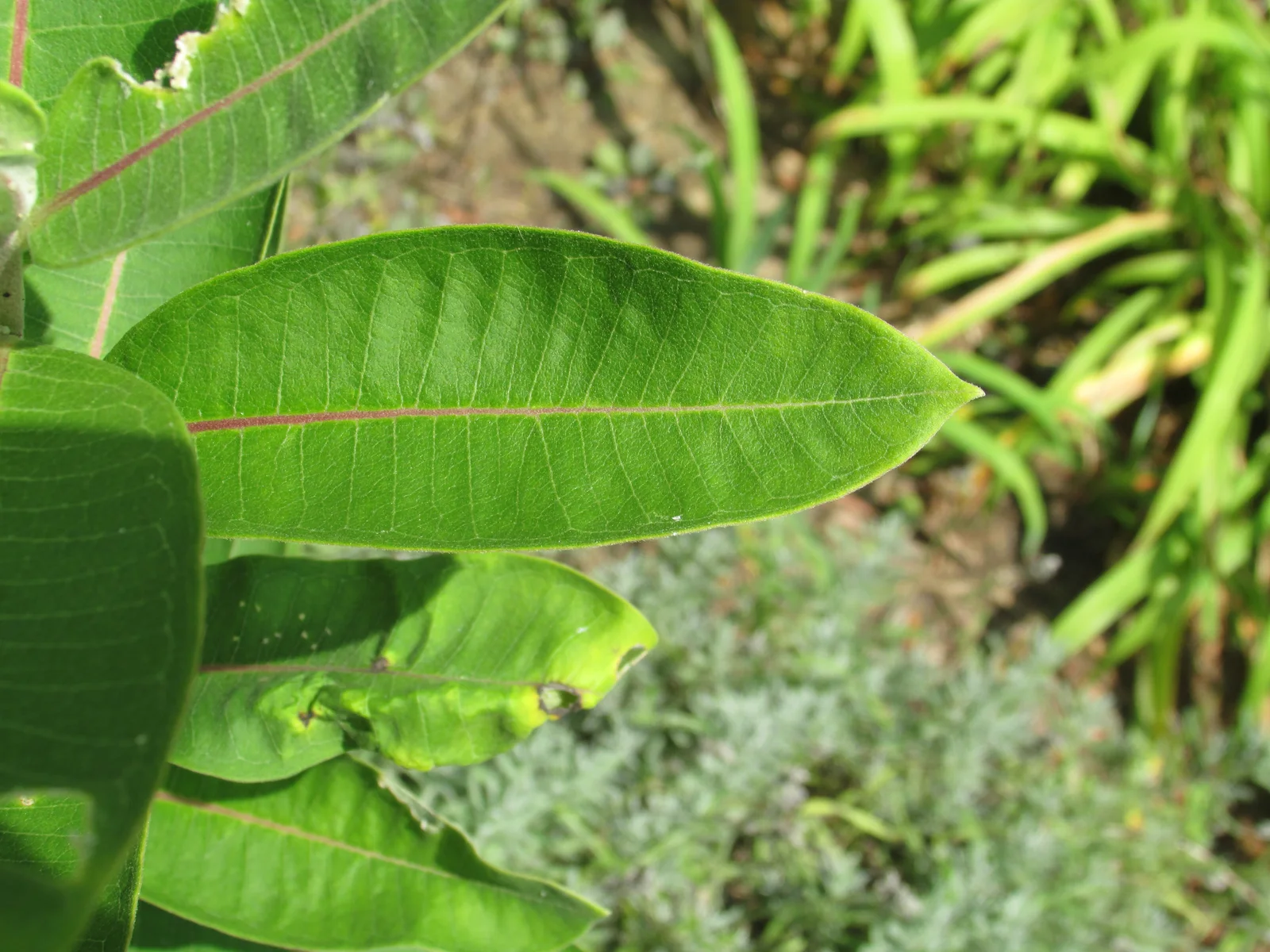 Leaf 6254