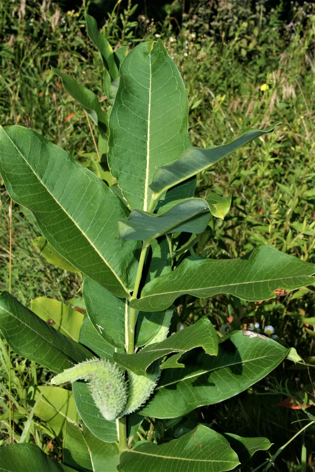 Common Milkweed