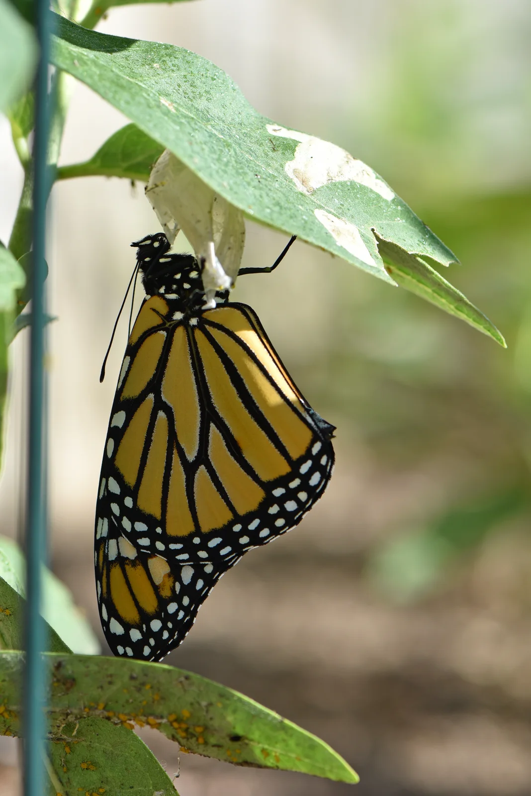 First day as a monarch butterfly (50236913336)