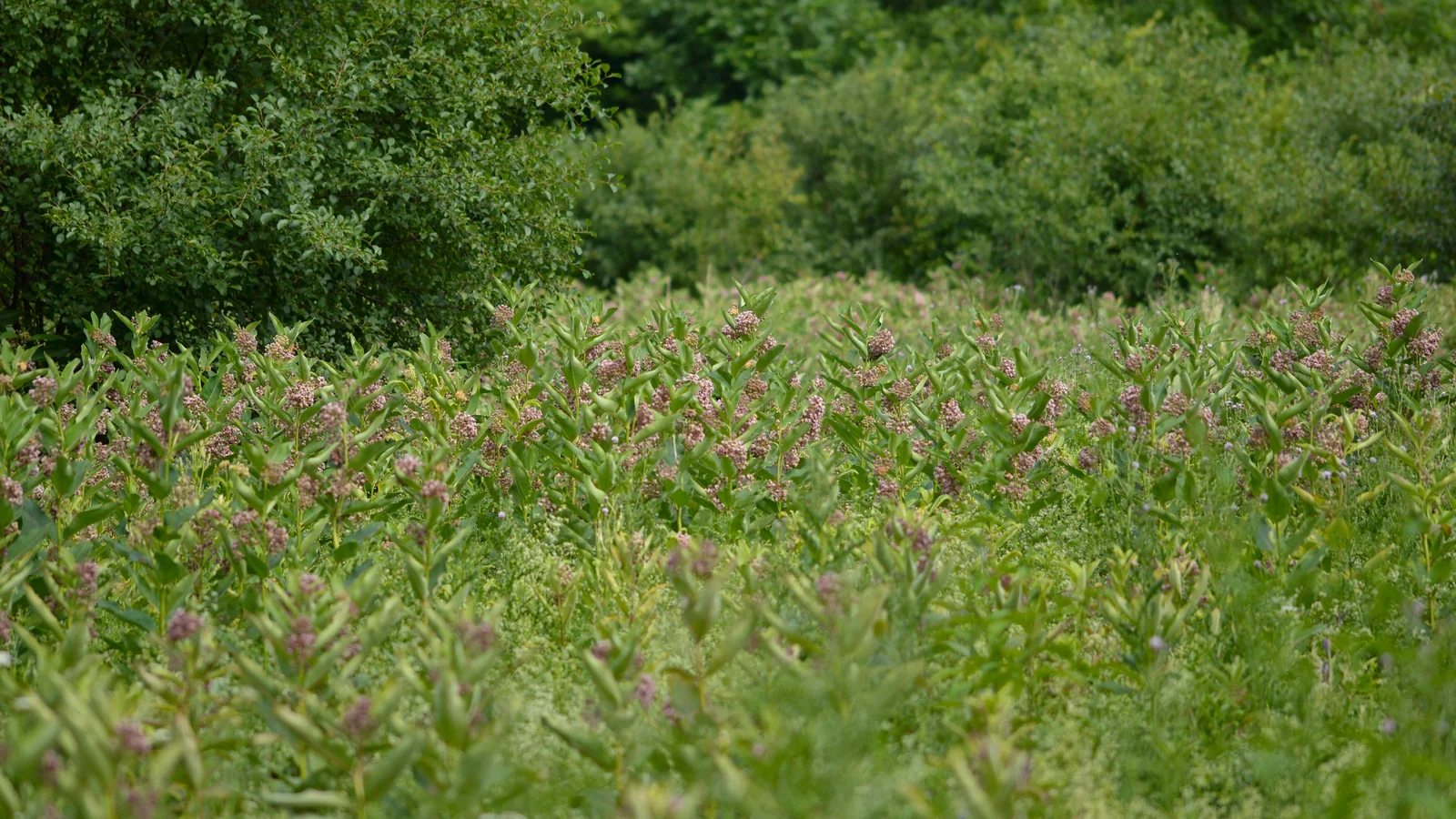 Common Milkweed (Asclepias syriaca) - London, Ontario 2015-07-09