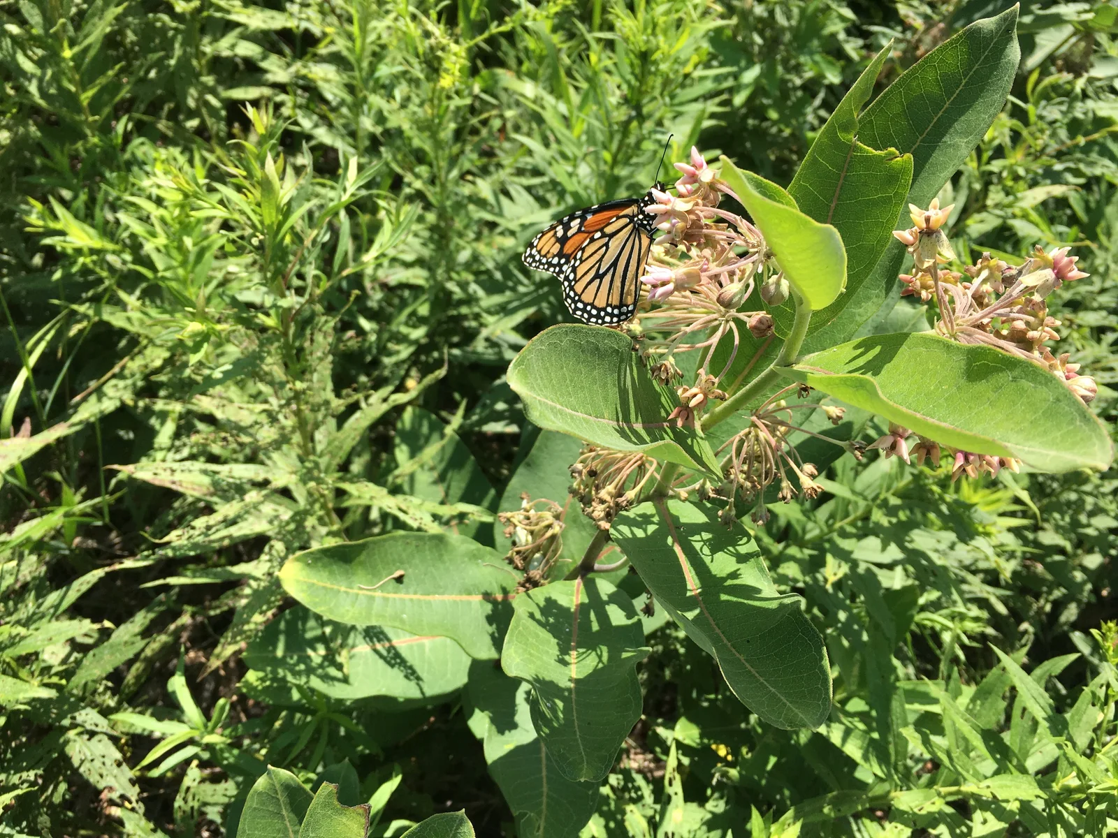 Common Milkweed (Asclepias syriaca L.)