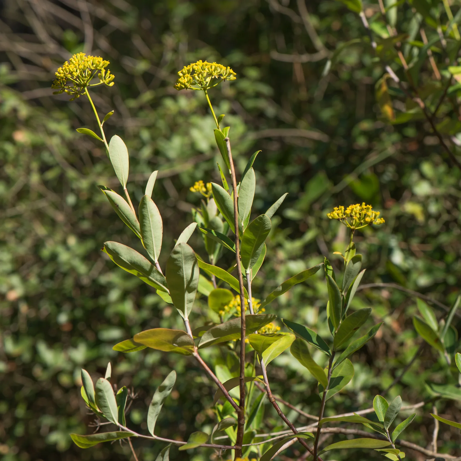 Bupleurum fruticosum, Forêt domaniale de Sète 01