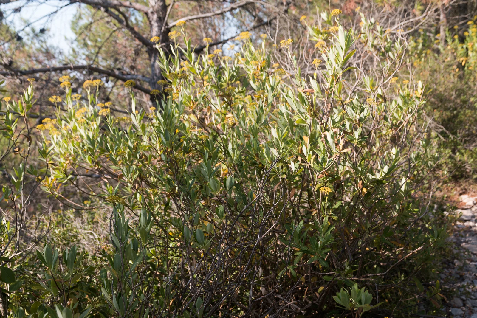 Bupleurum fruticosum-20150716