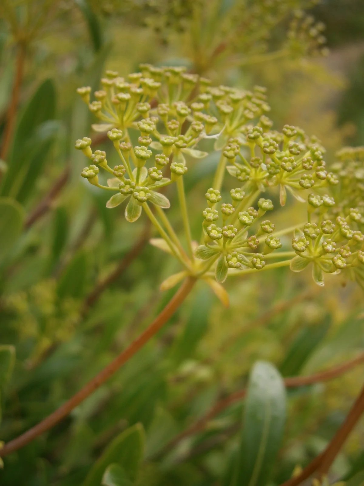 Bupleurum fruticosum RHu 02