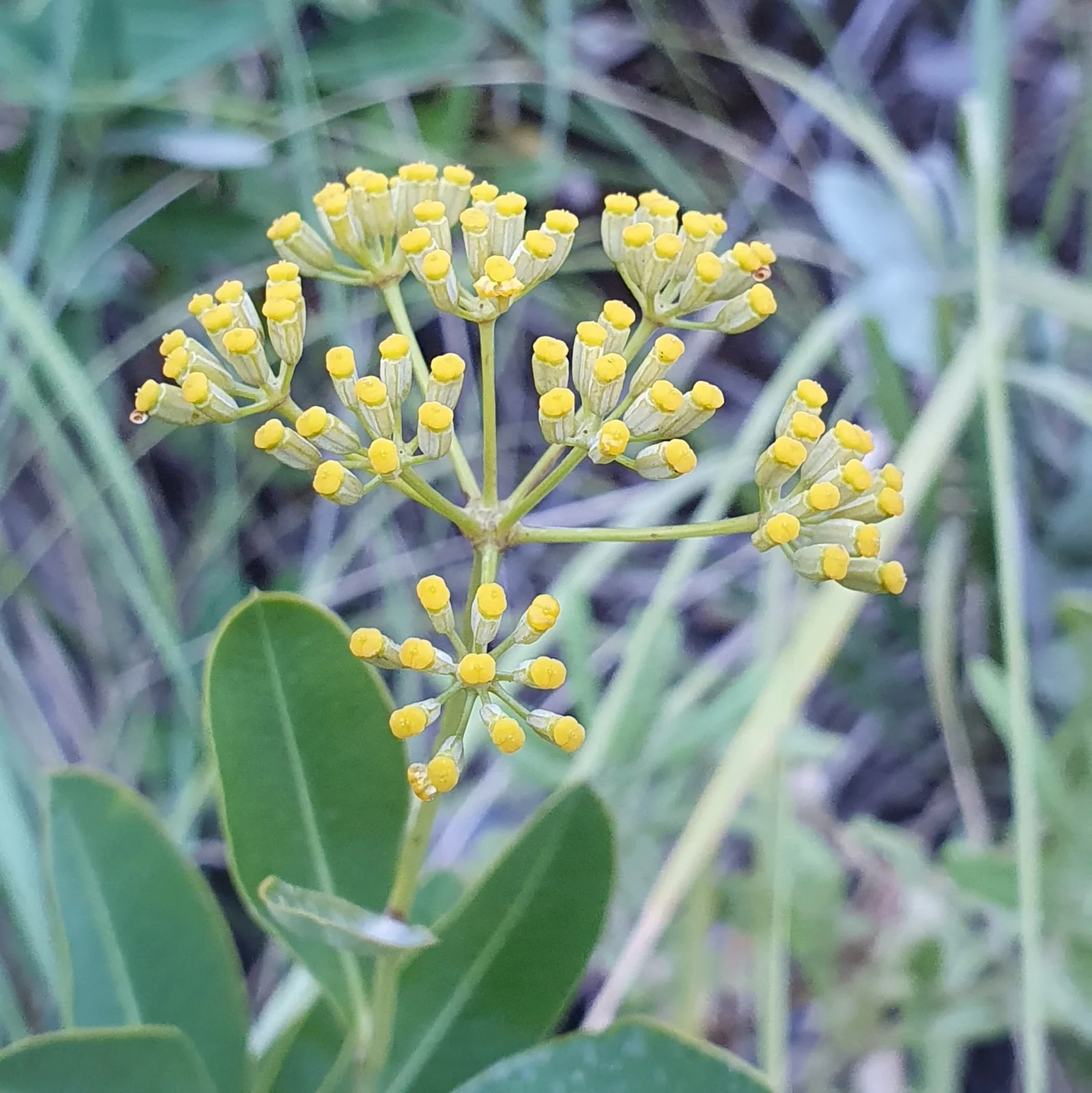 Bupleurum fruticosum observation 133225314