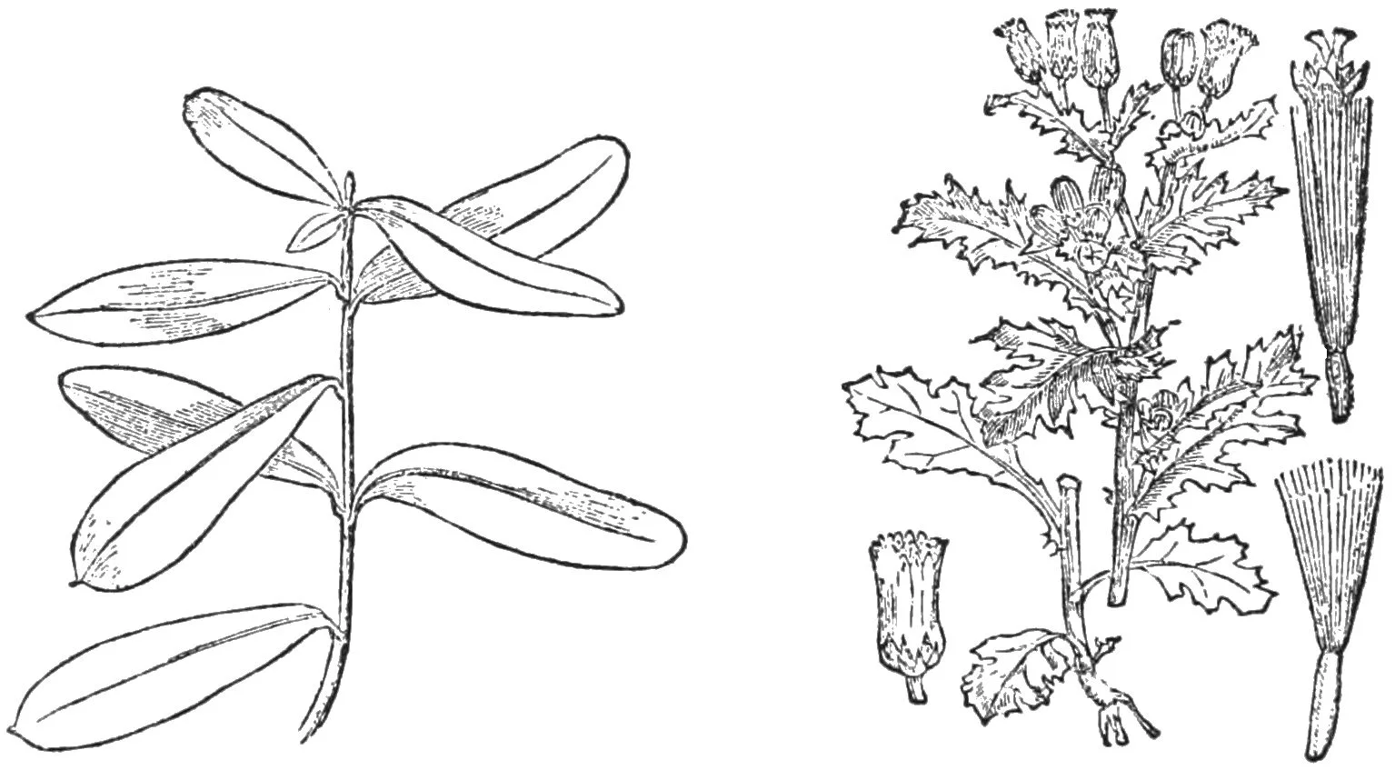 PSM V27 D502 Leaves of the bupleurum fructicosum and the common groundsel