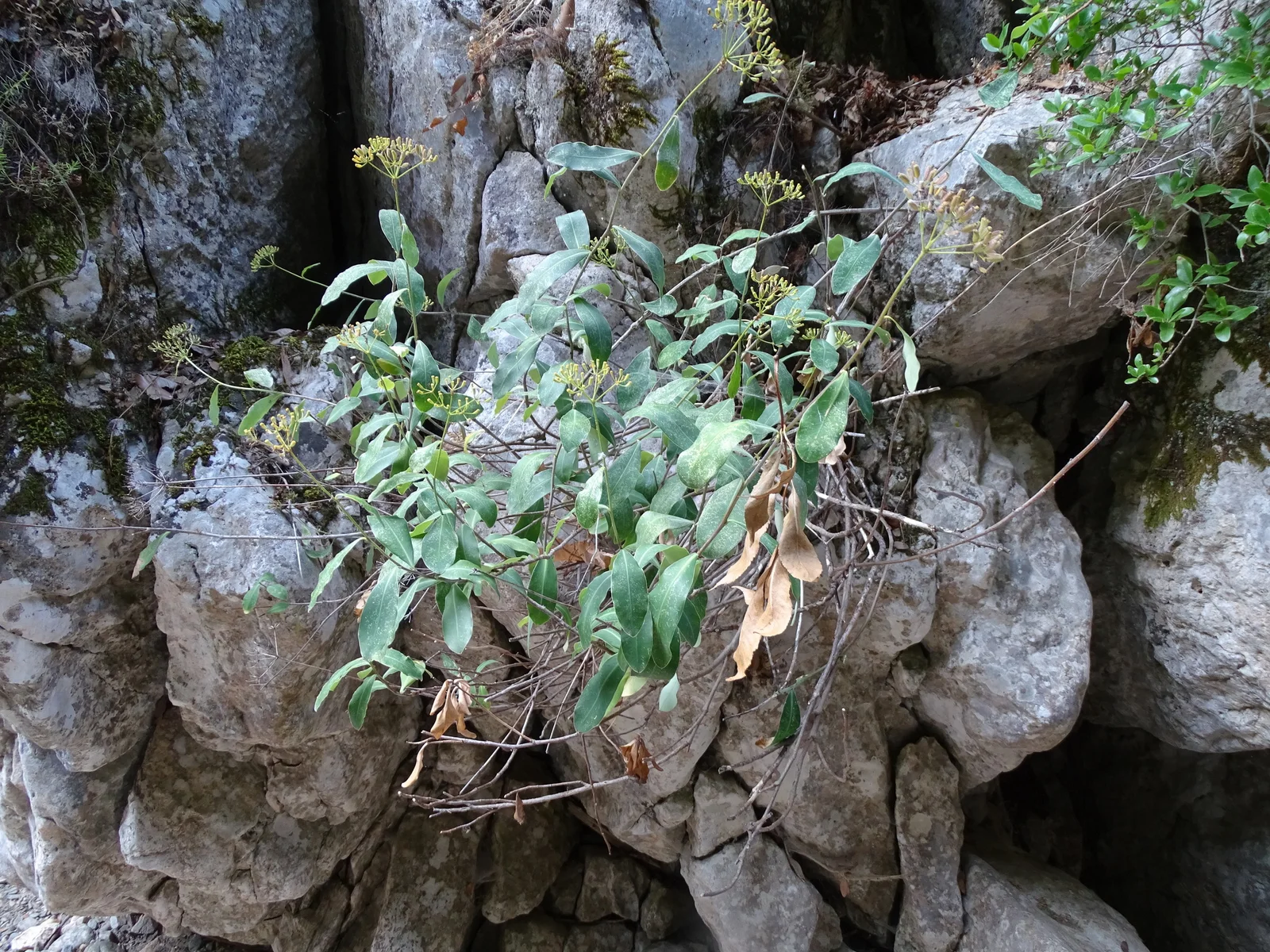 Bupleurum fruticosum observation 34847184