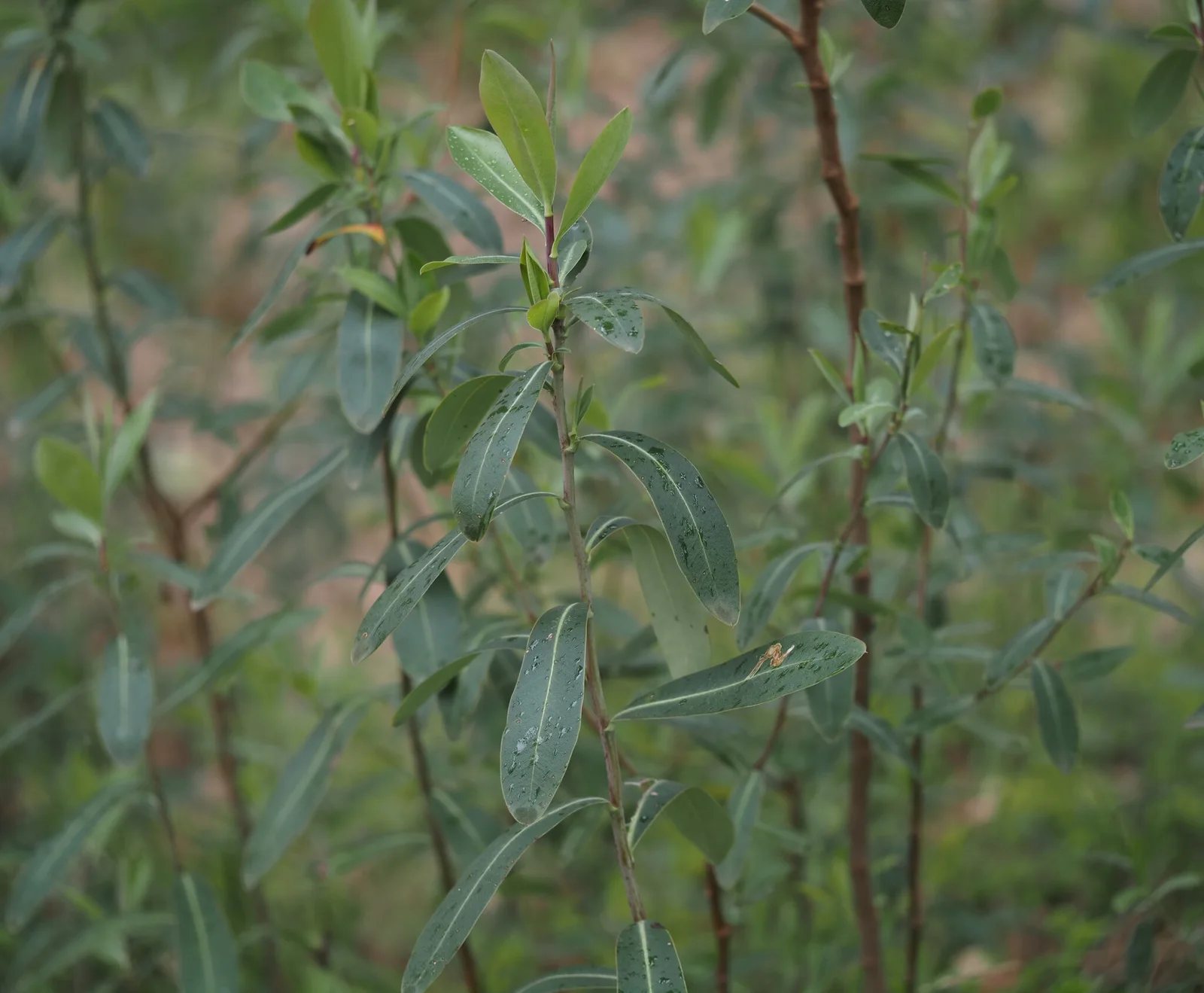 Bupleurum fruticosum observation 344386821