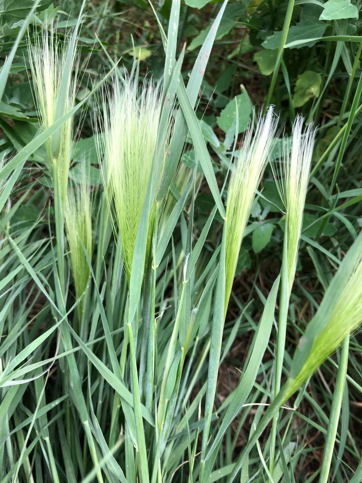 Hordeum jubatum flower (09)