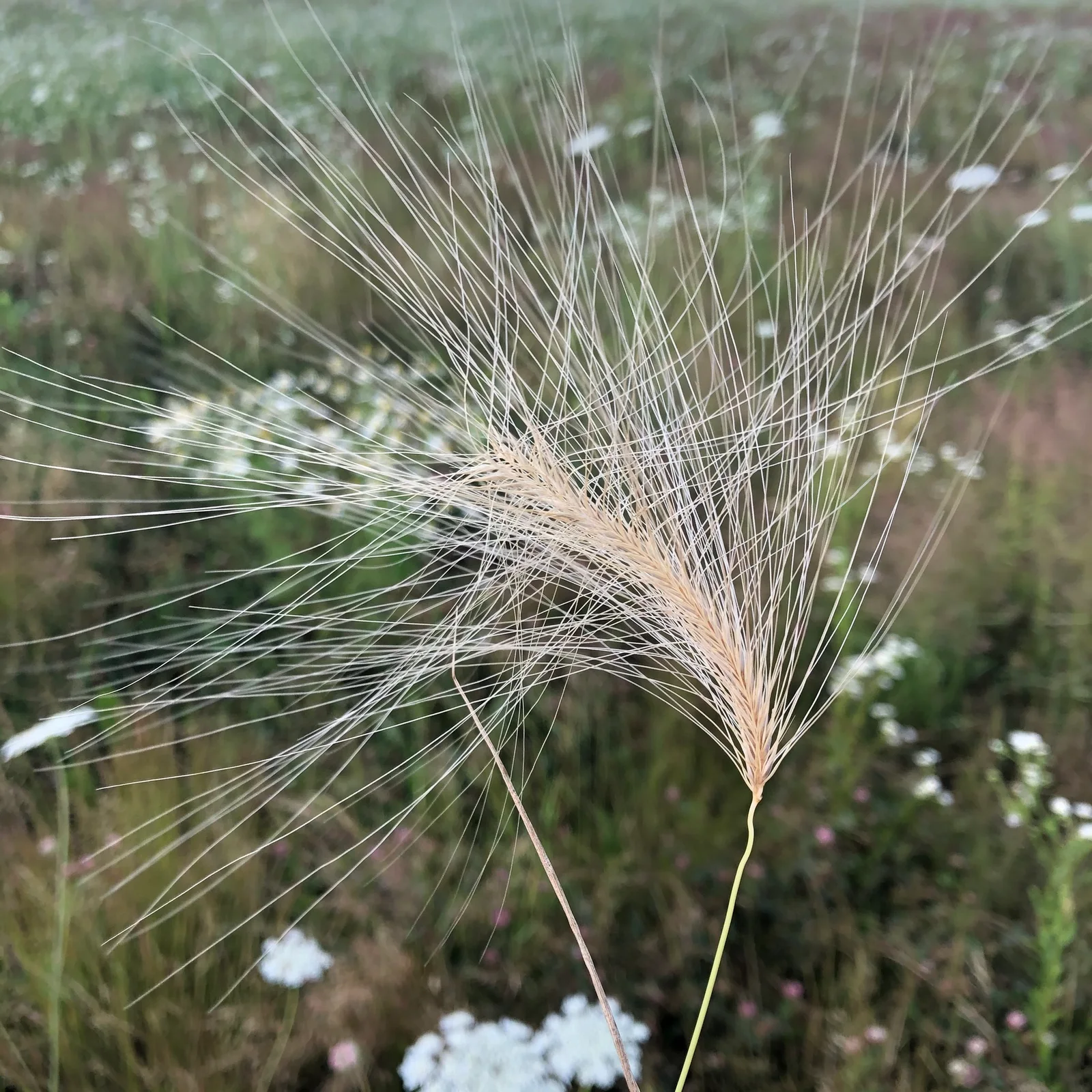 Hordeum jubatum fruit (10)