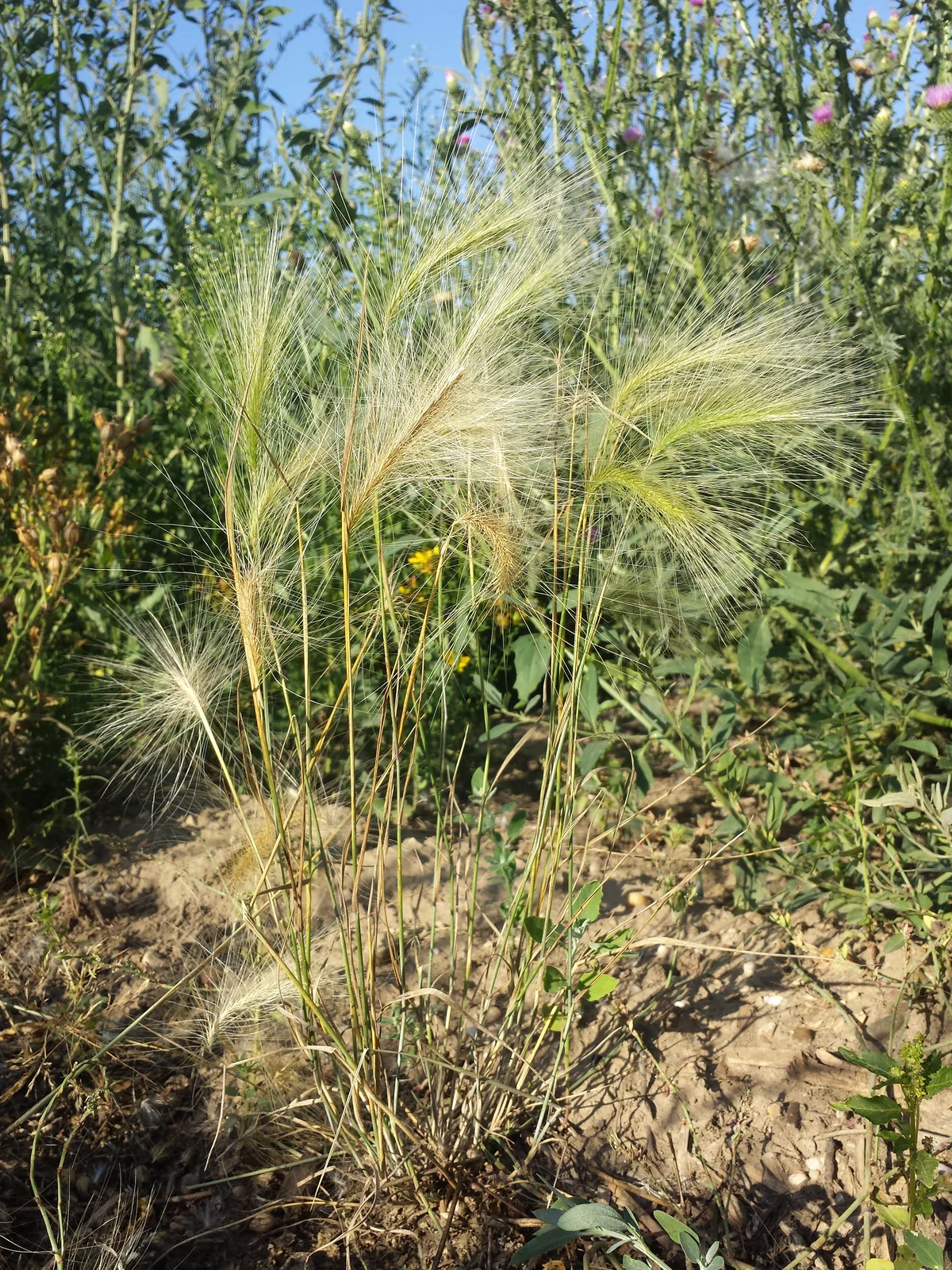 Hordeum jubatum sl4