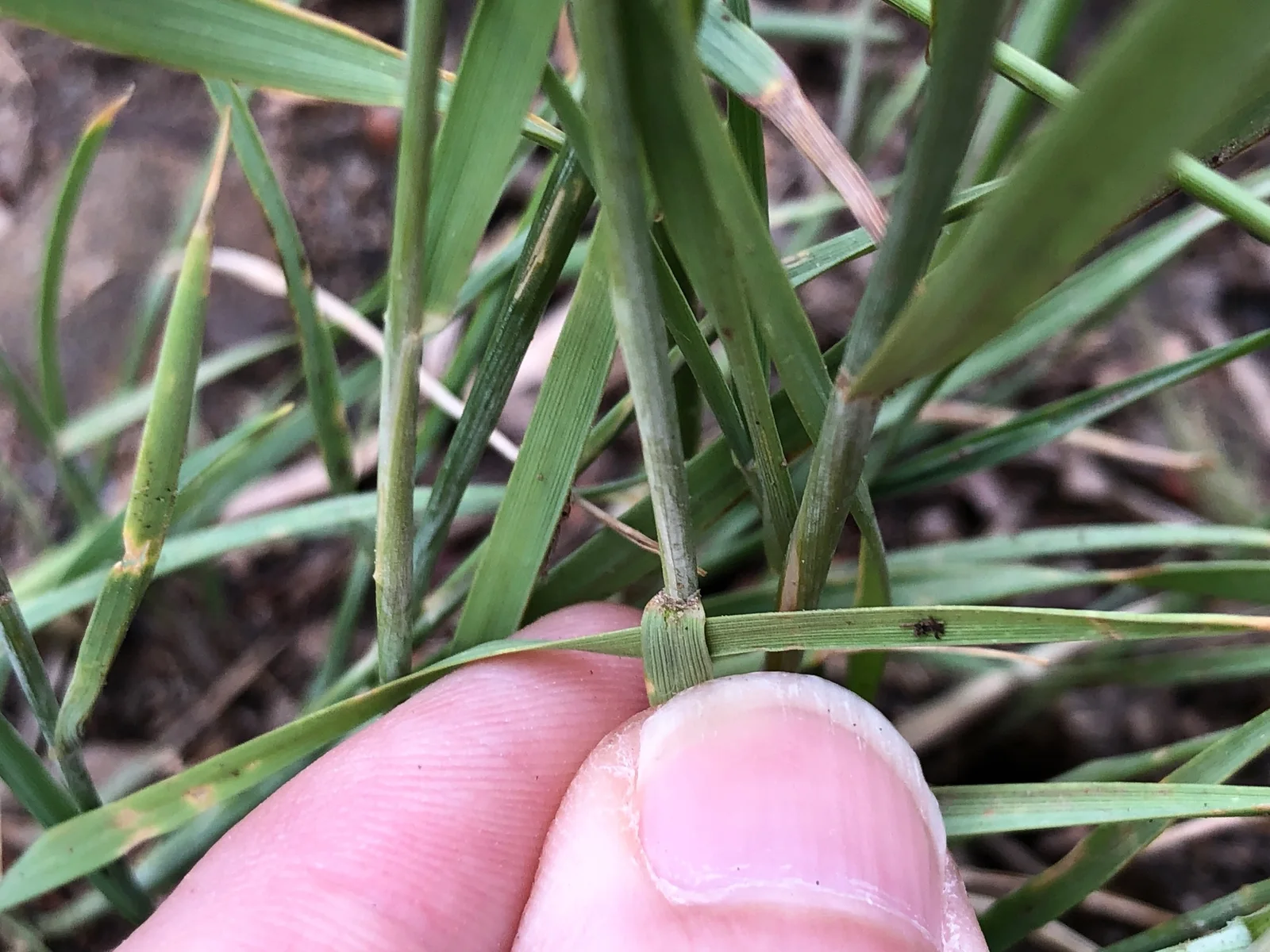 Hordeum jubatum leaf (01)