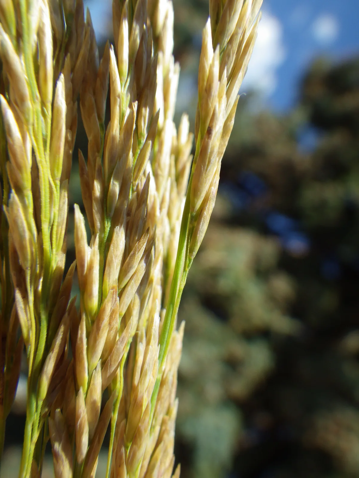 Poa arida (7516787166)