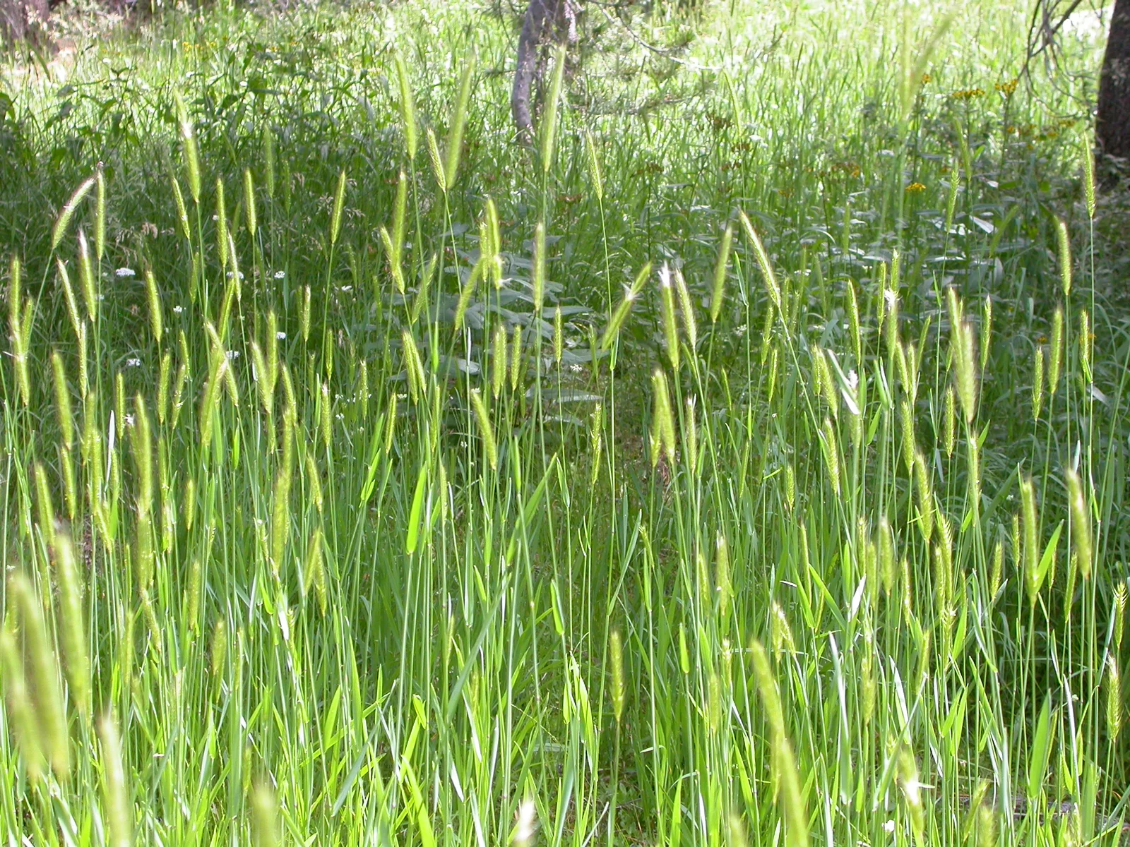Hordeum brachyantherum (3809191526)