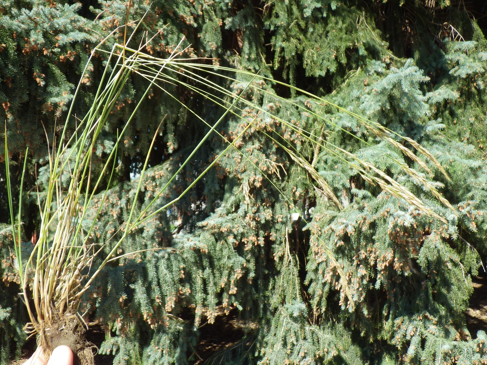 Poa arida (7516788020)