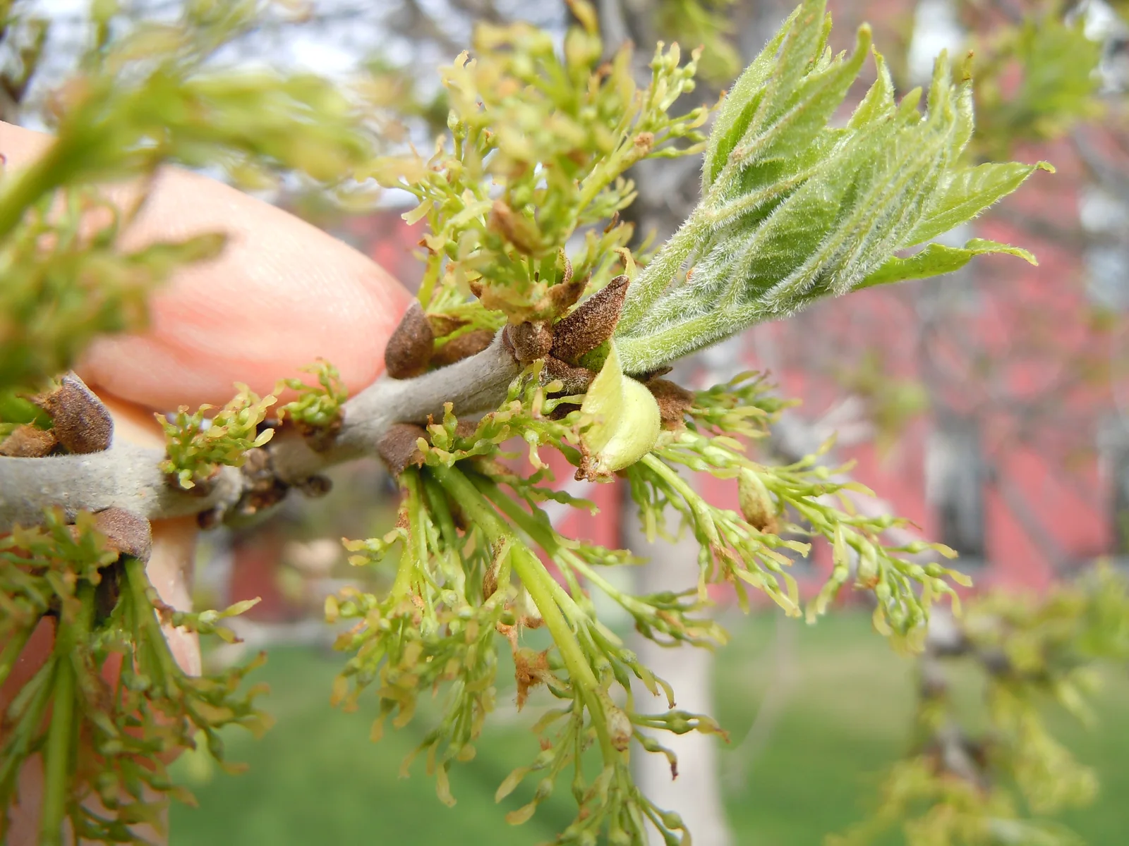 Fraxinus pennsylvanica - green ash - 4634153875