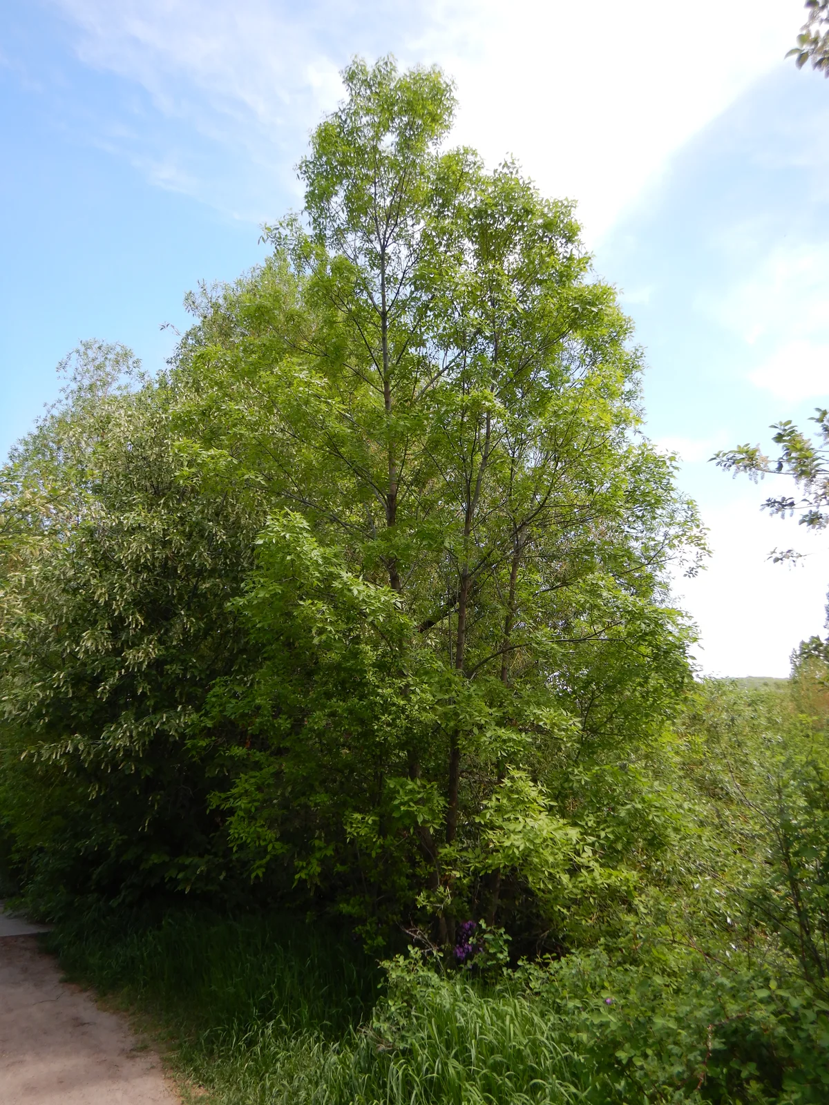 Fraxinus pennsylvanica - green ash - 51892519954