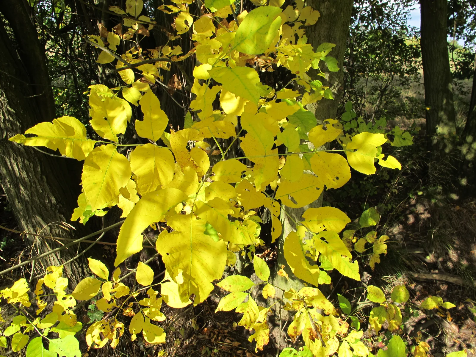 Korina 2012-08-28 Fraxinus pennsylvanica 16