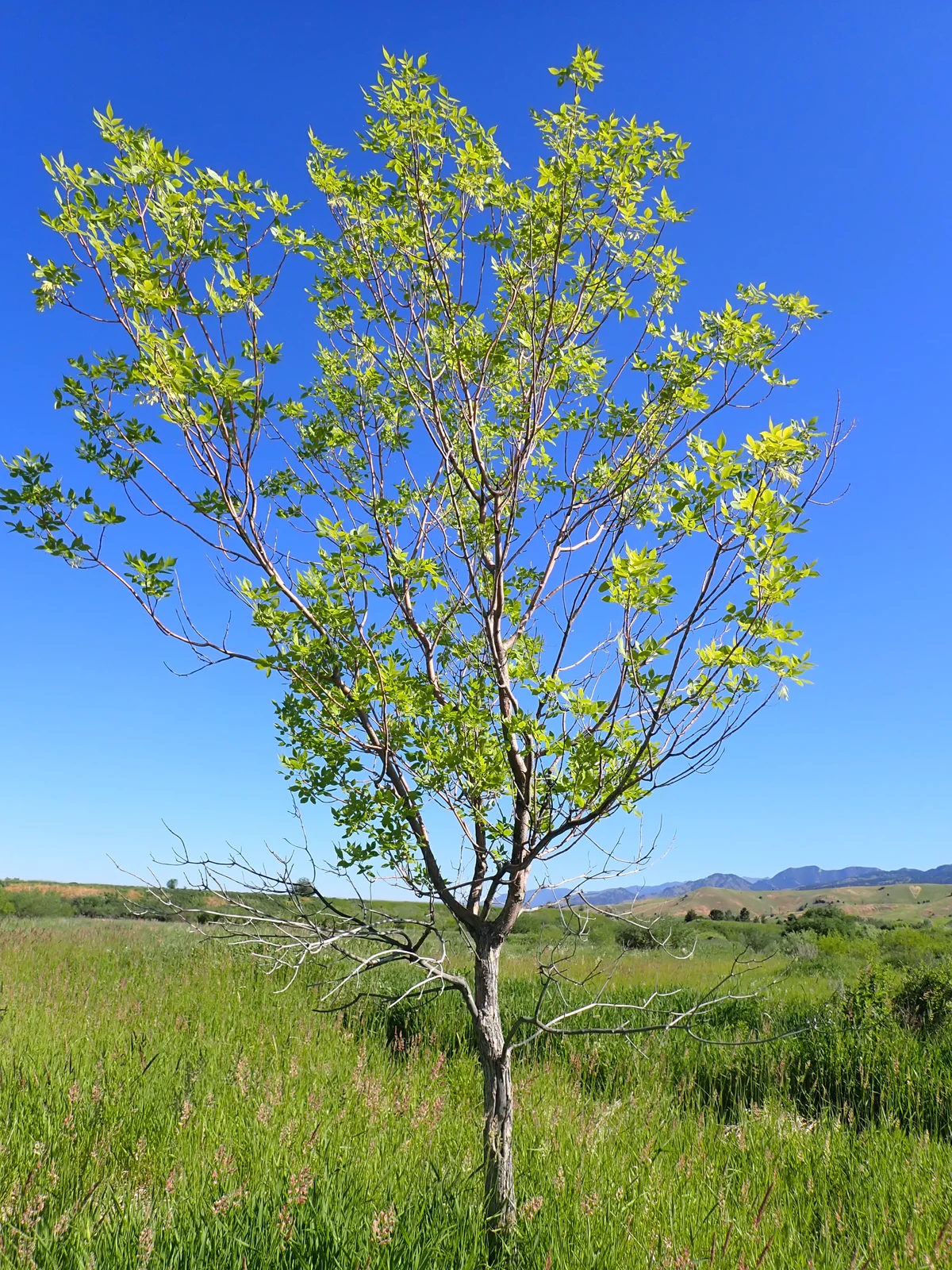 Fraxinus pennsylvanica - green ash - 52250271920