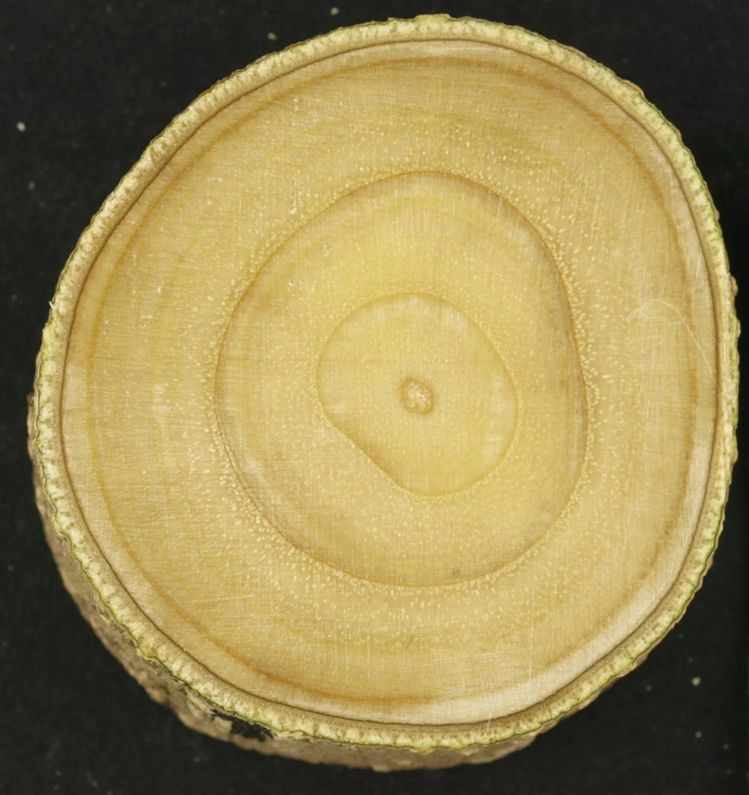 Young green ash cross-section