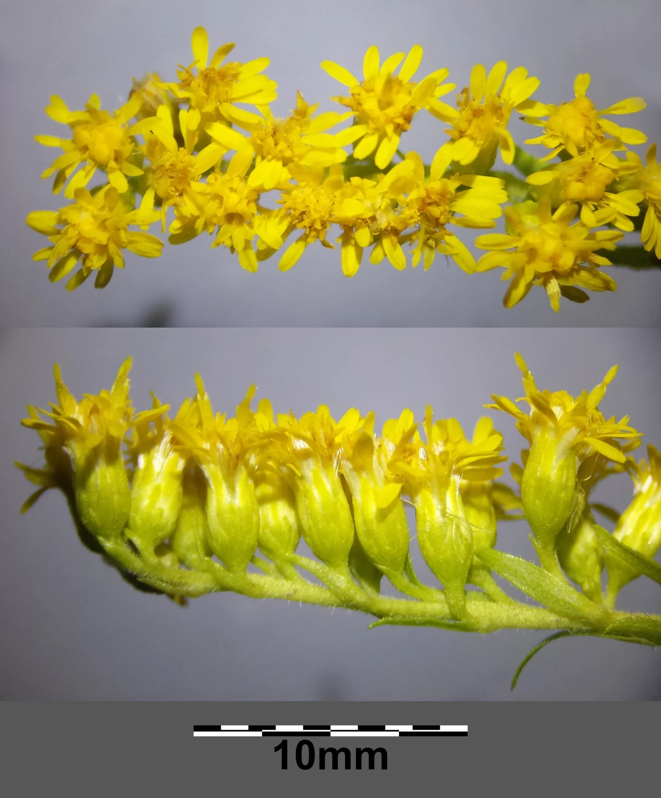 Solidago gigantea (subsp. serotina) sl25