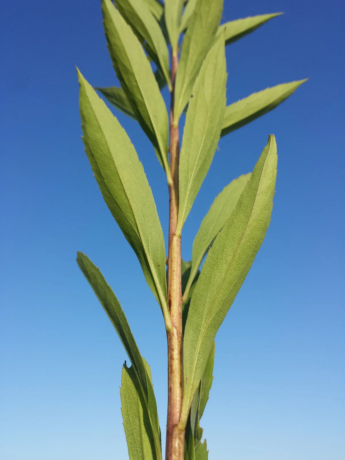 Solidago gigantea (subsp. serotina) sl8