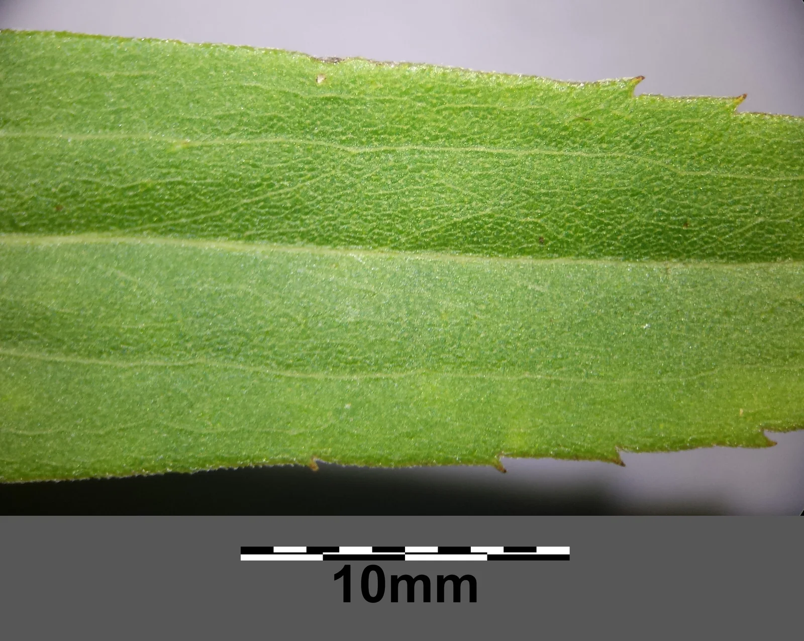Solidago gigantea (subsp. serotina) sl23