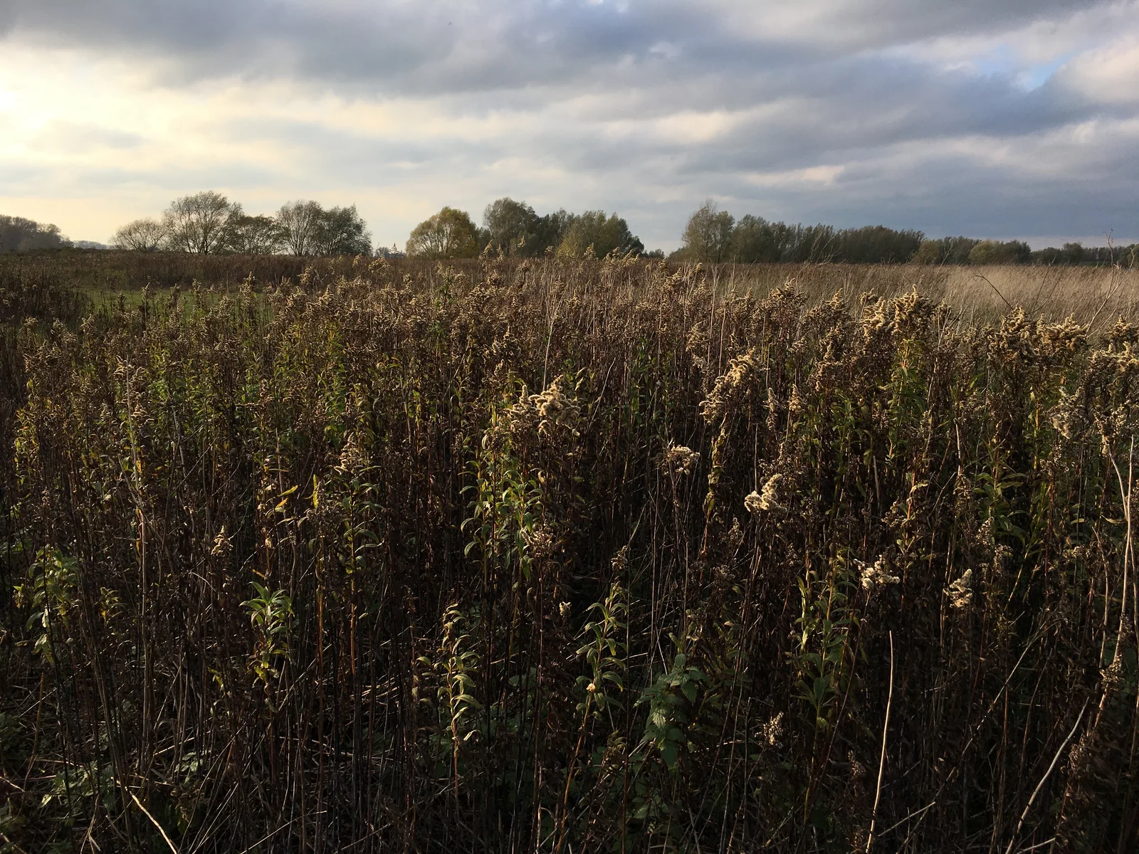 Ruigten in de uiterwaarden