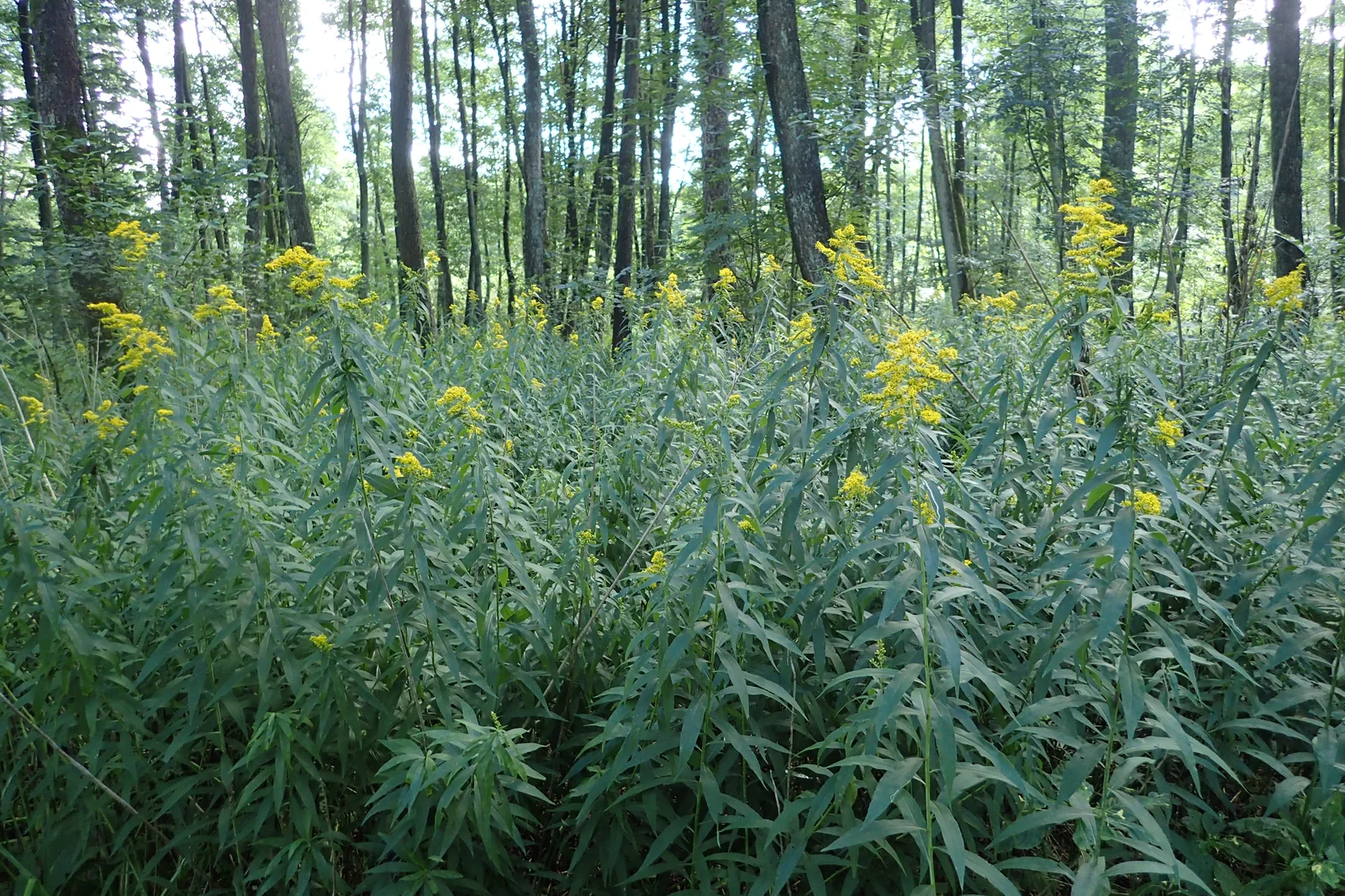 Solidago gigantea kz01