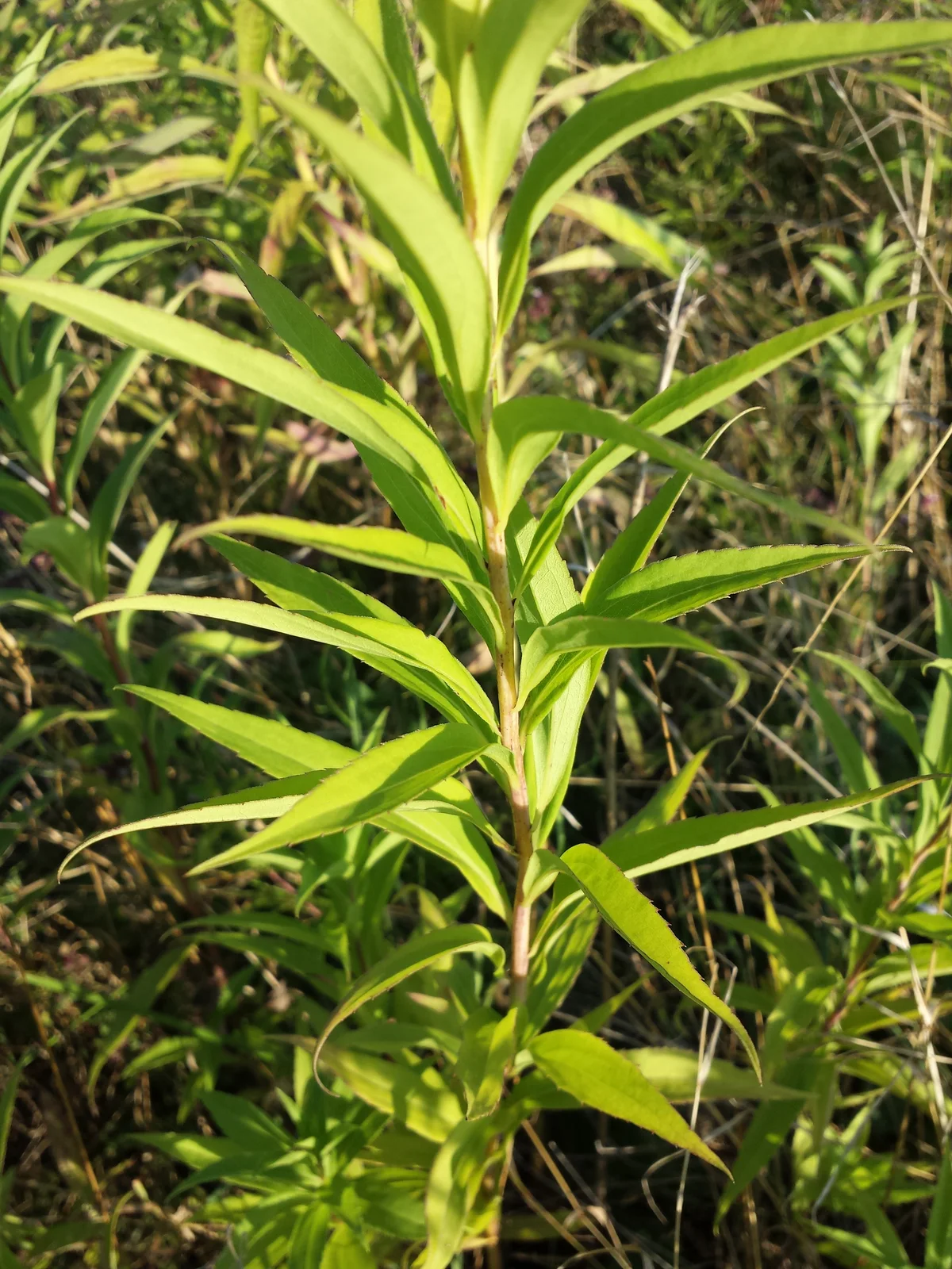 Solidago gigantea (subsp. serotina) sl10