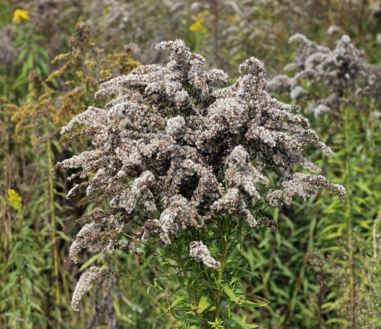 Solidago canadensis ripe 2013 G1