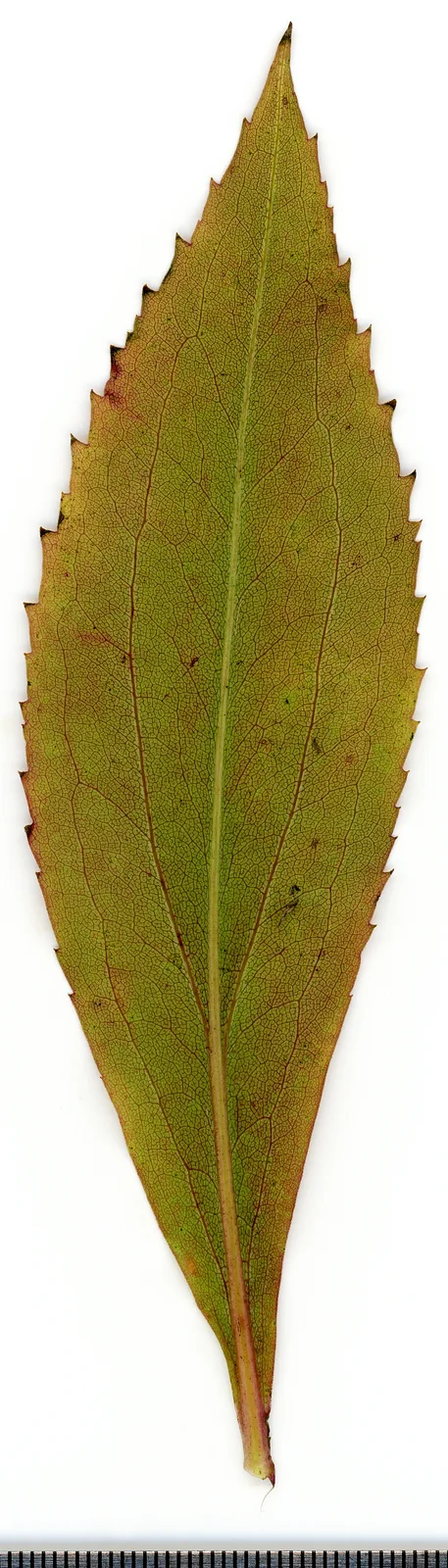 2020 year. Herbarium. Solidago canadensis. img-042
