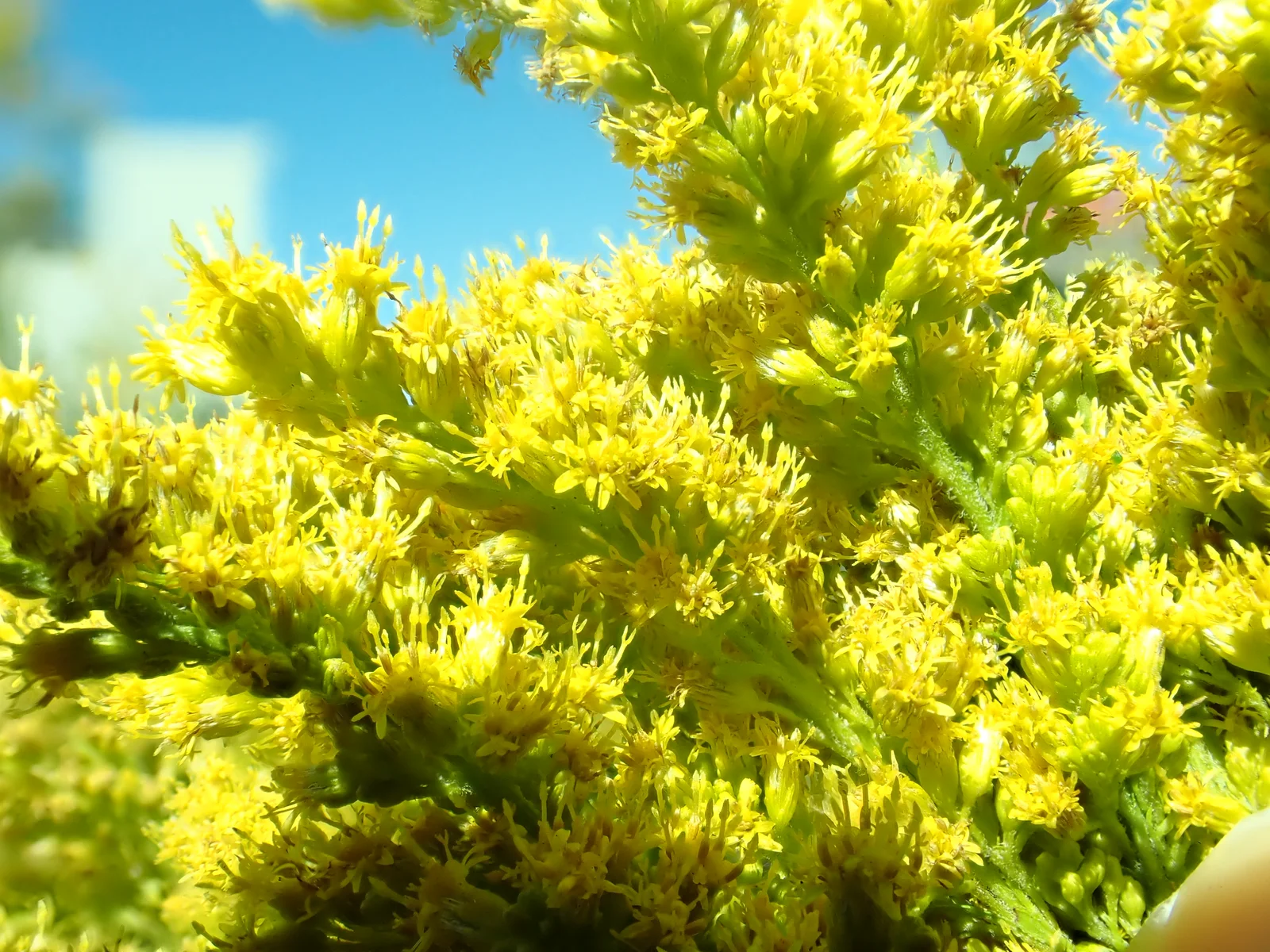 Solidago canadensis - Canada goldenrod - 53151268530