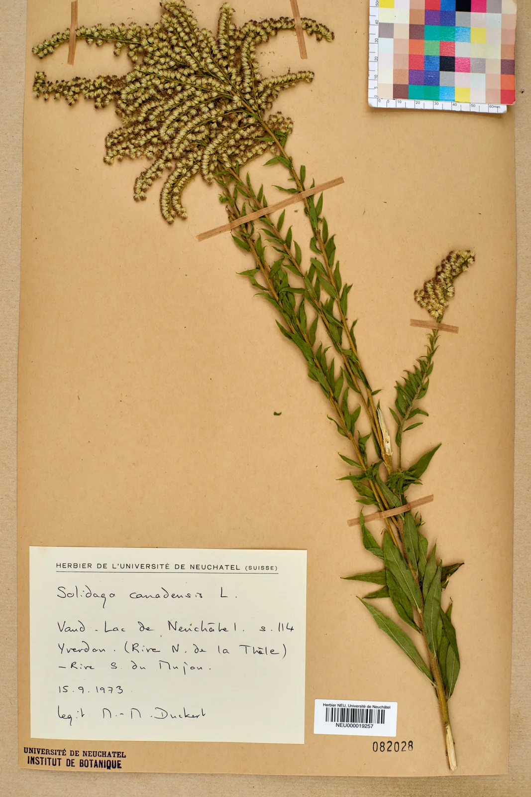 Neuchâtel Herbarium - Solidago canadensis - NEU000019257