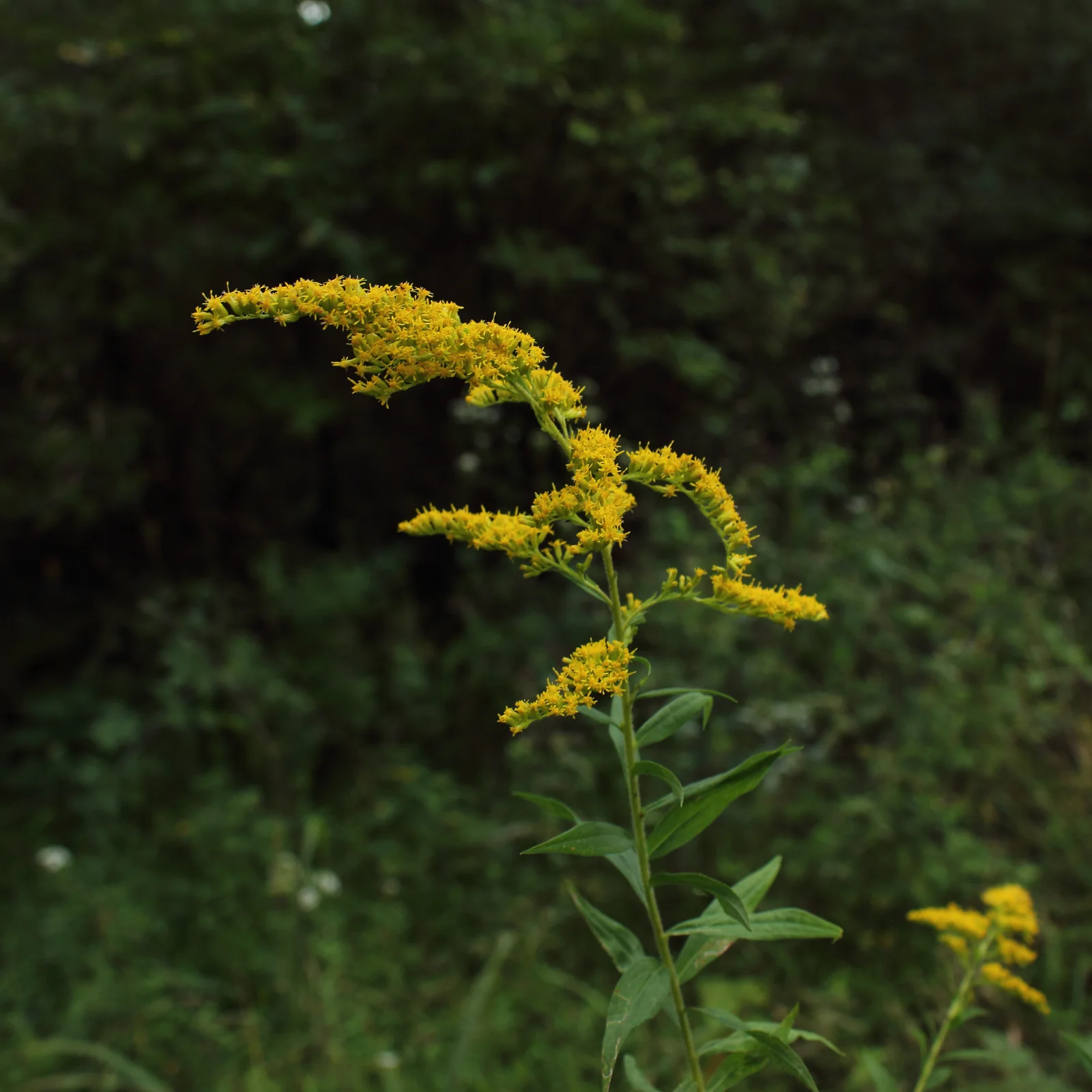 Solidago canadensis var. hargeri section of capitulescence