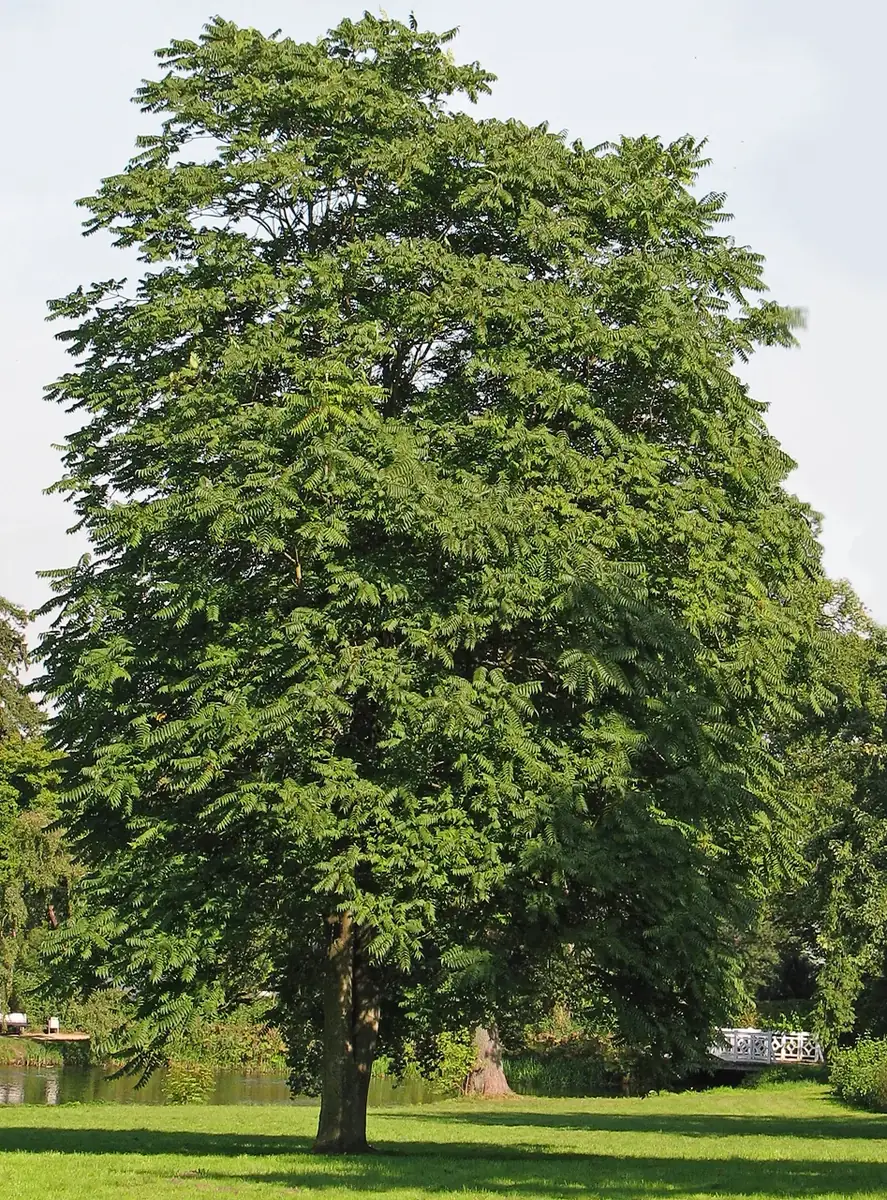 Айлант высочайший