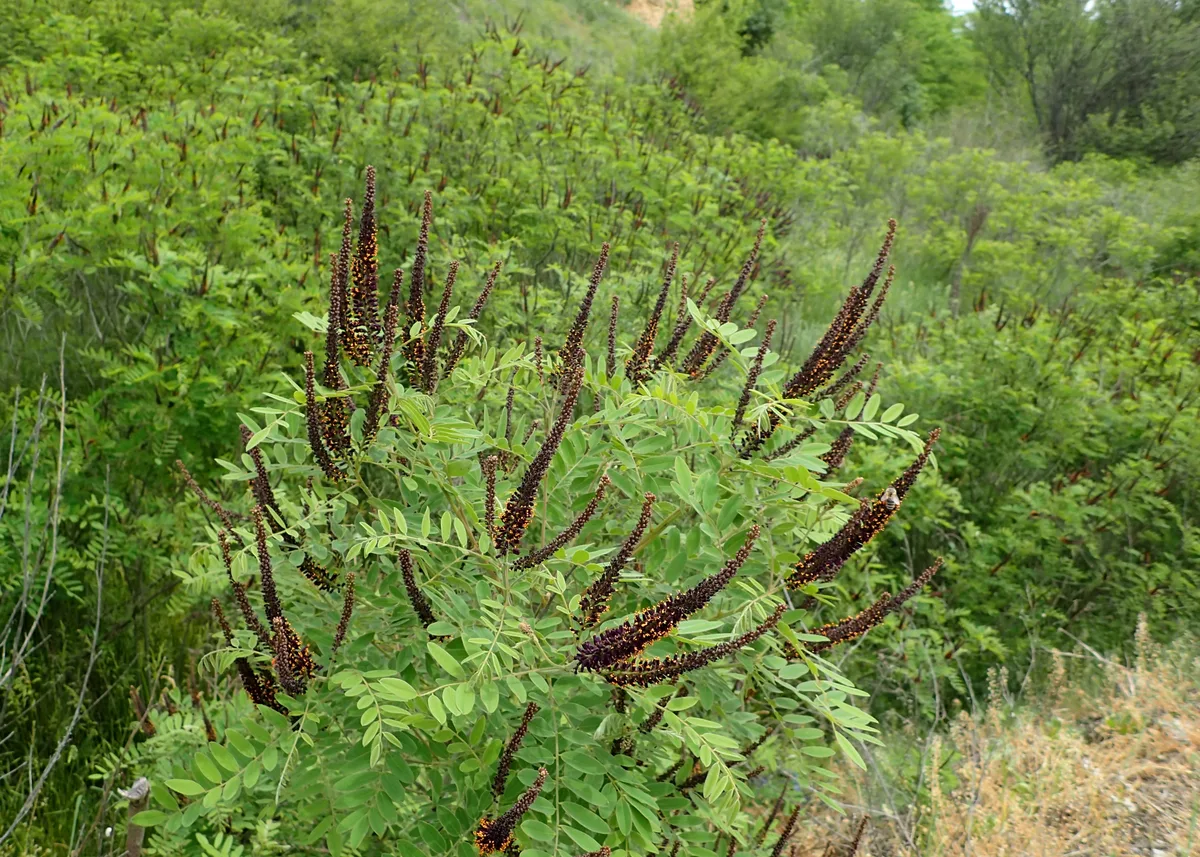Аморфа кустарниковая
