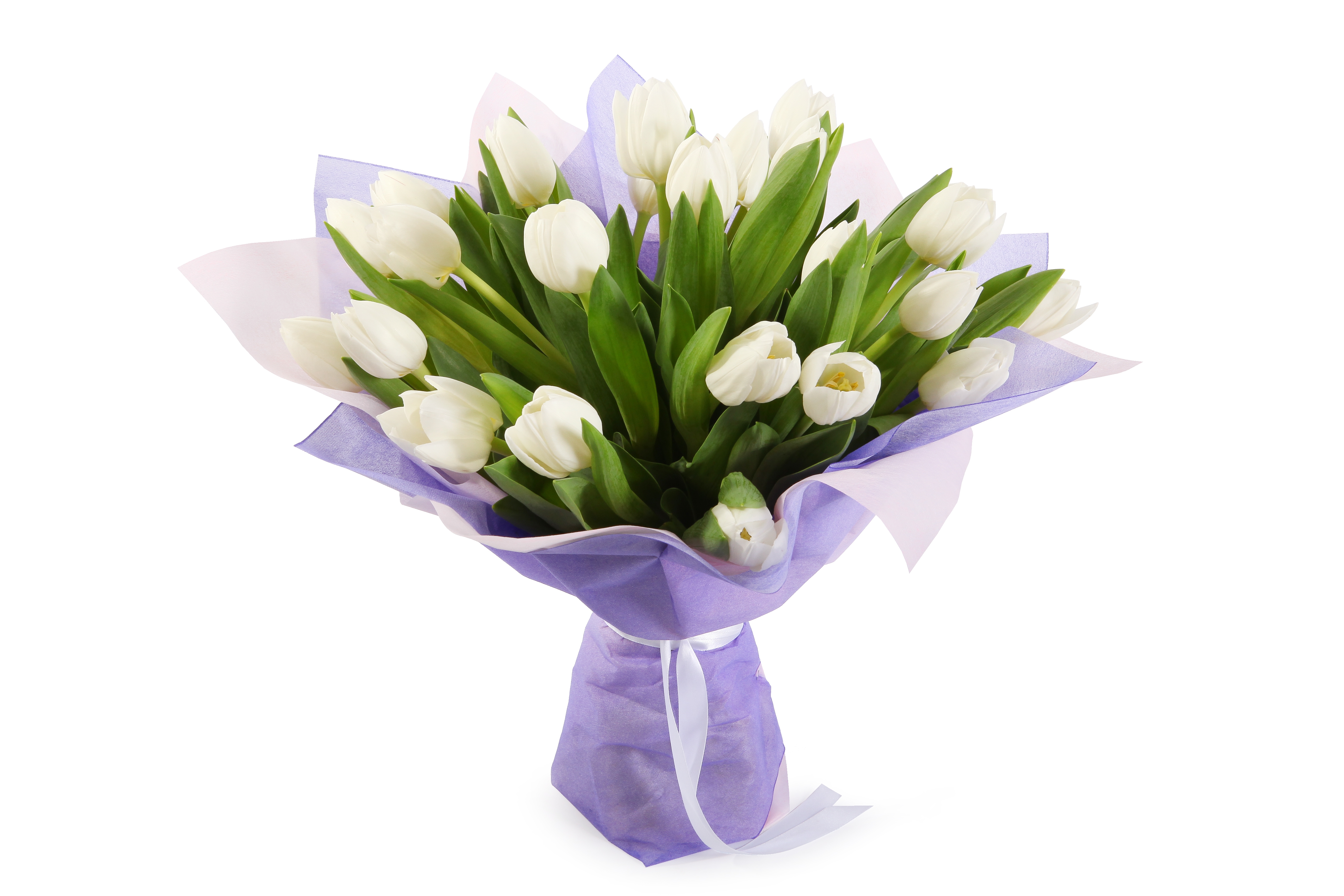 Букет 25 тюльпанов, белые купить в Москве - floral-tale.ru