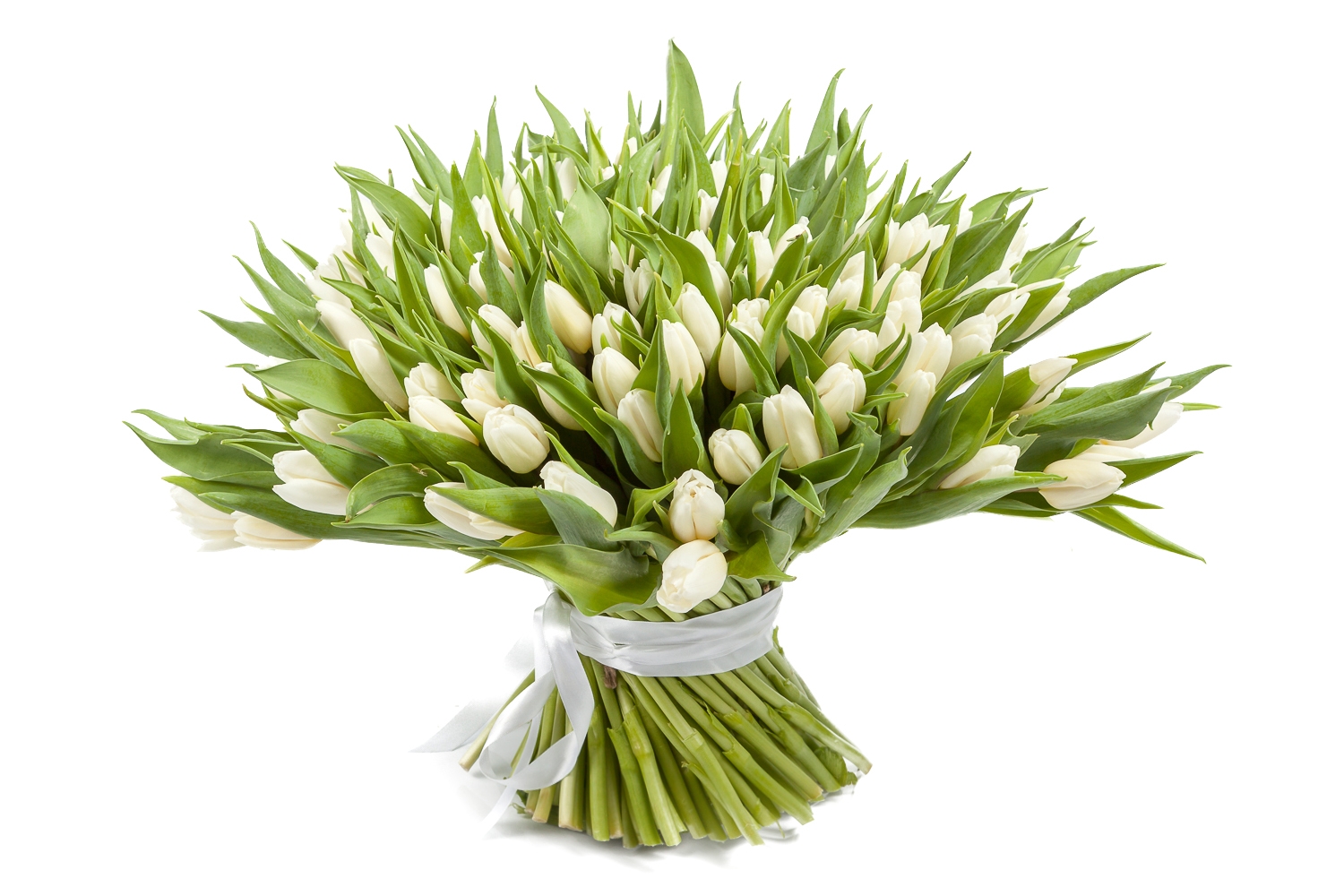 Букет 151 тюльпан, белые купить в Москве — floral-tale.ru