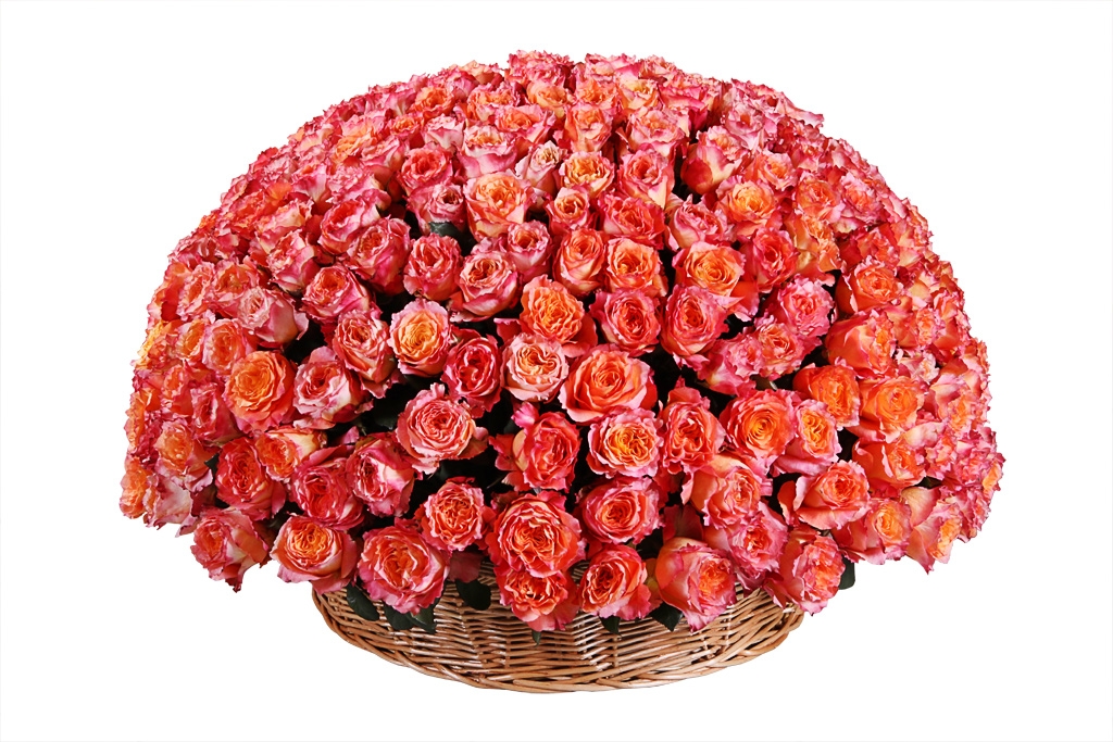 Букет 301 роза Фри Спирит в корзине купить в Москве. Сайт floral-tale