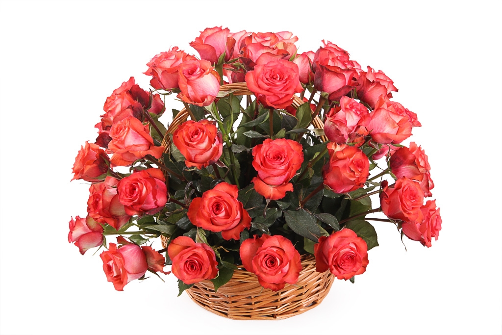 Букет 51 роза Игуана в корзине - купить в Москве: цены, круглосуточная доставка - Цветочная сказка