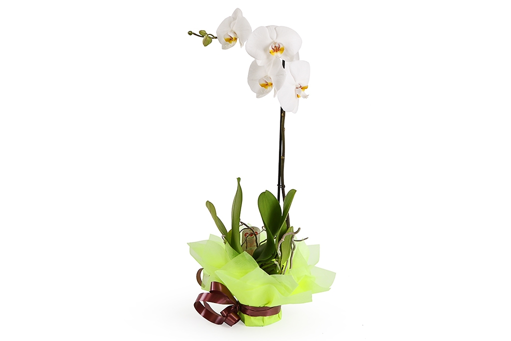 Орхидея Фаленопсис белая (1 ствол) купить недорого в Москве - floral-tale.ru